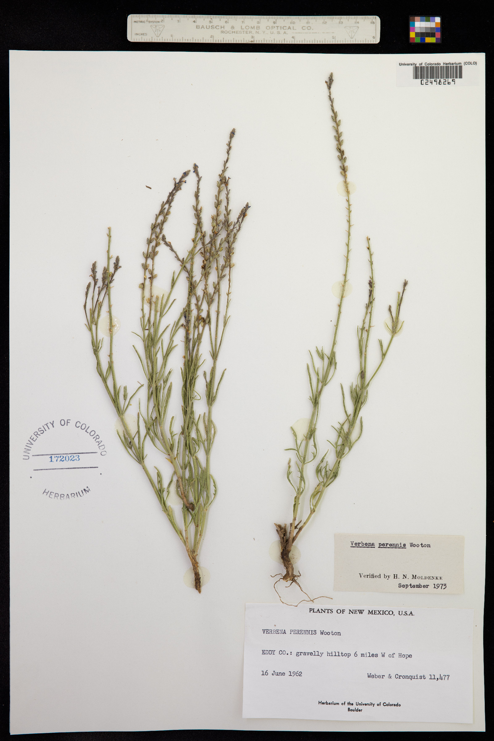 Verbena perennis image