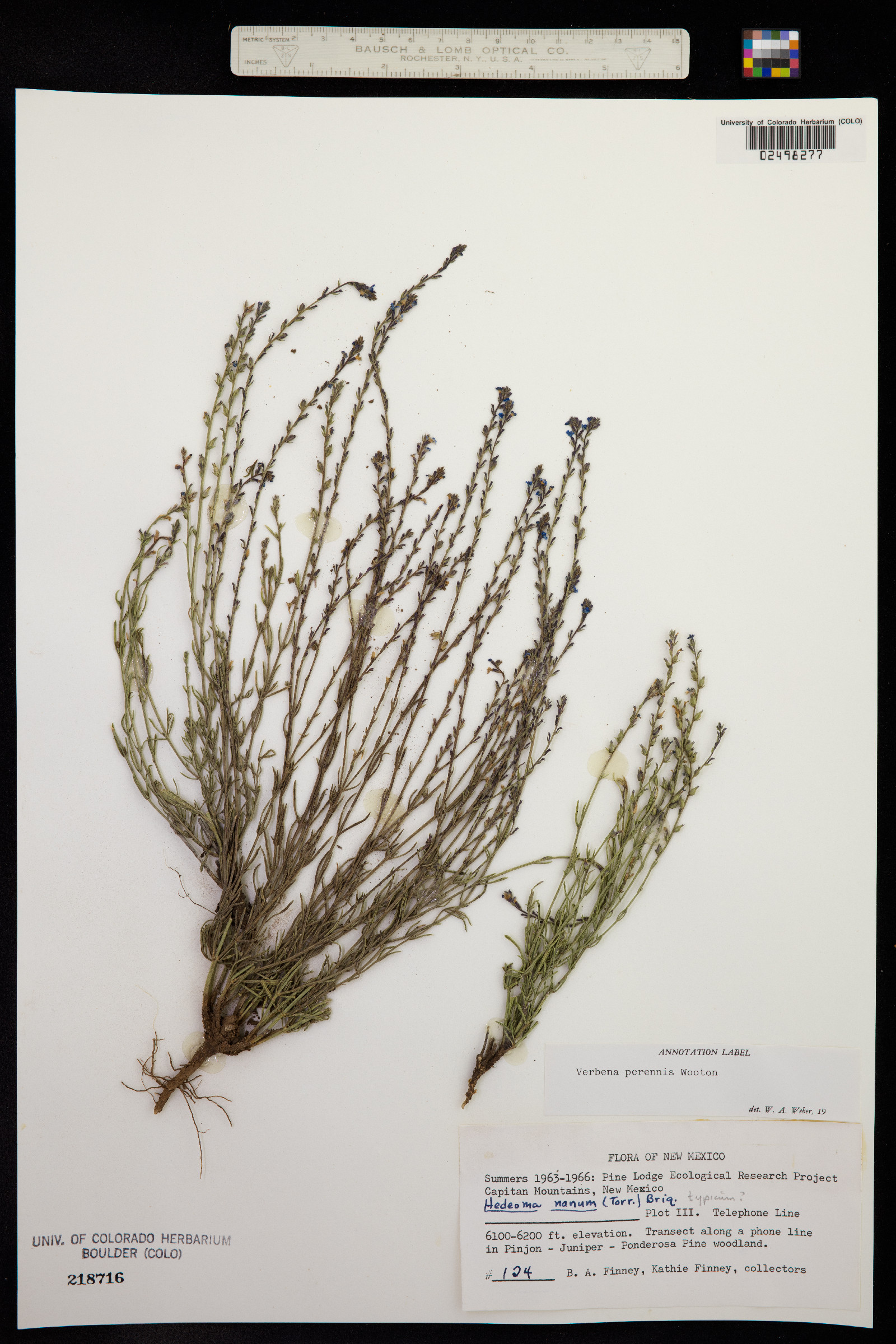 Verbena perennis image
