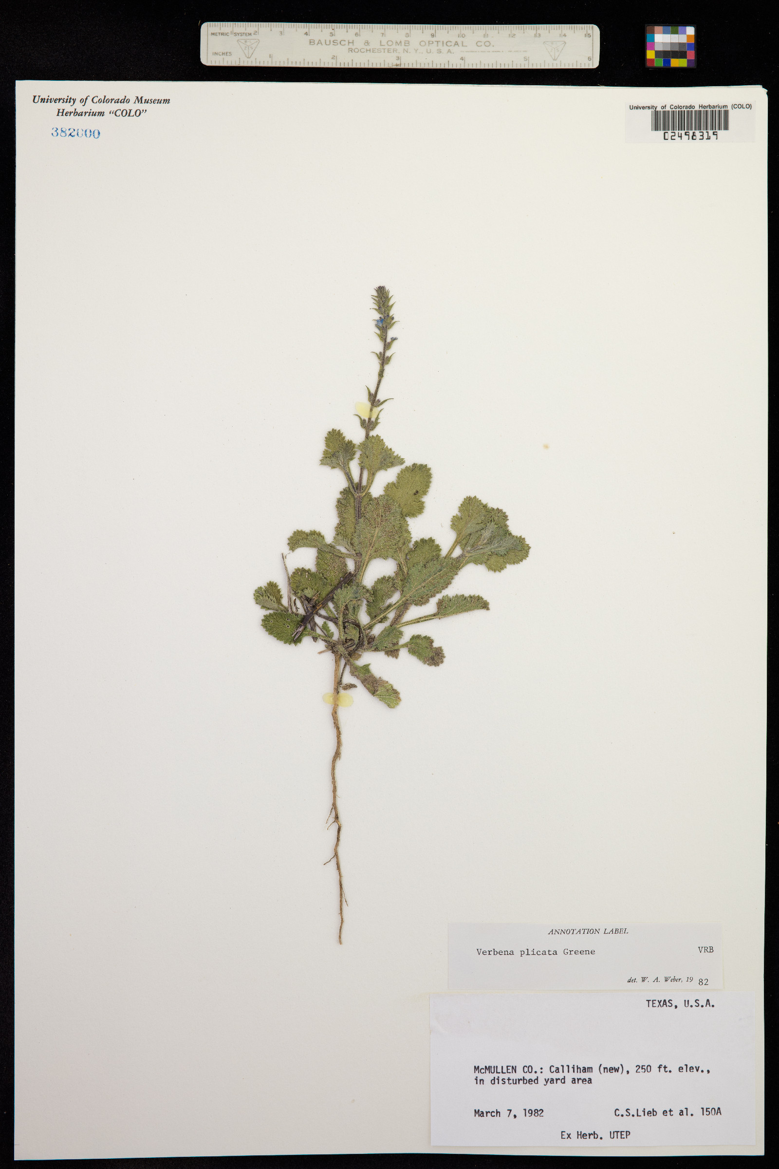 Verbena plicata image