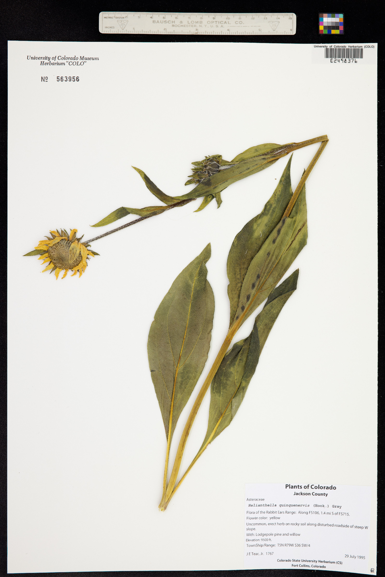 Helianthella quinquenervis image