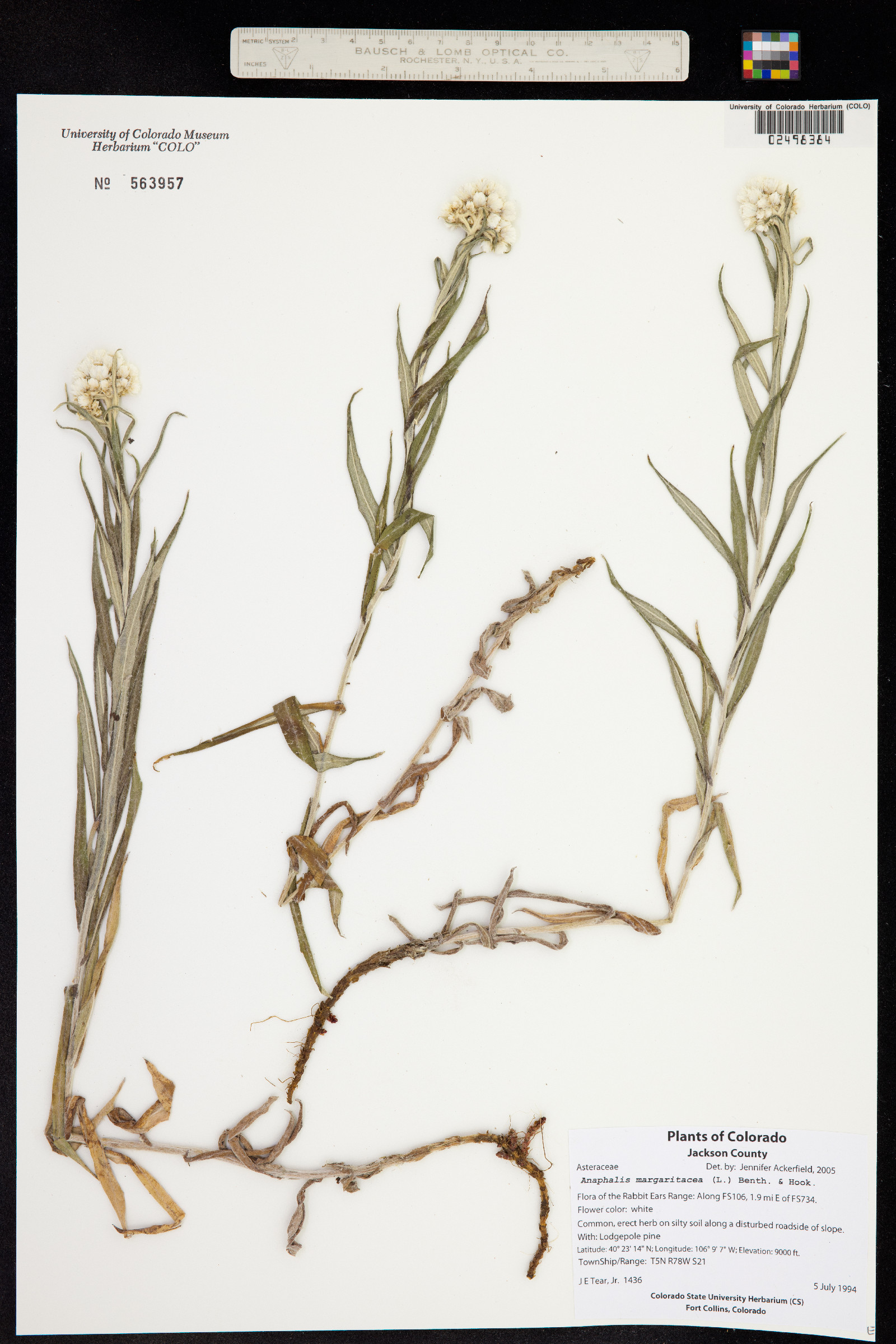 Anaphalis margaritacea image