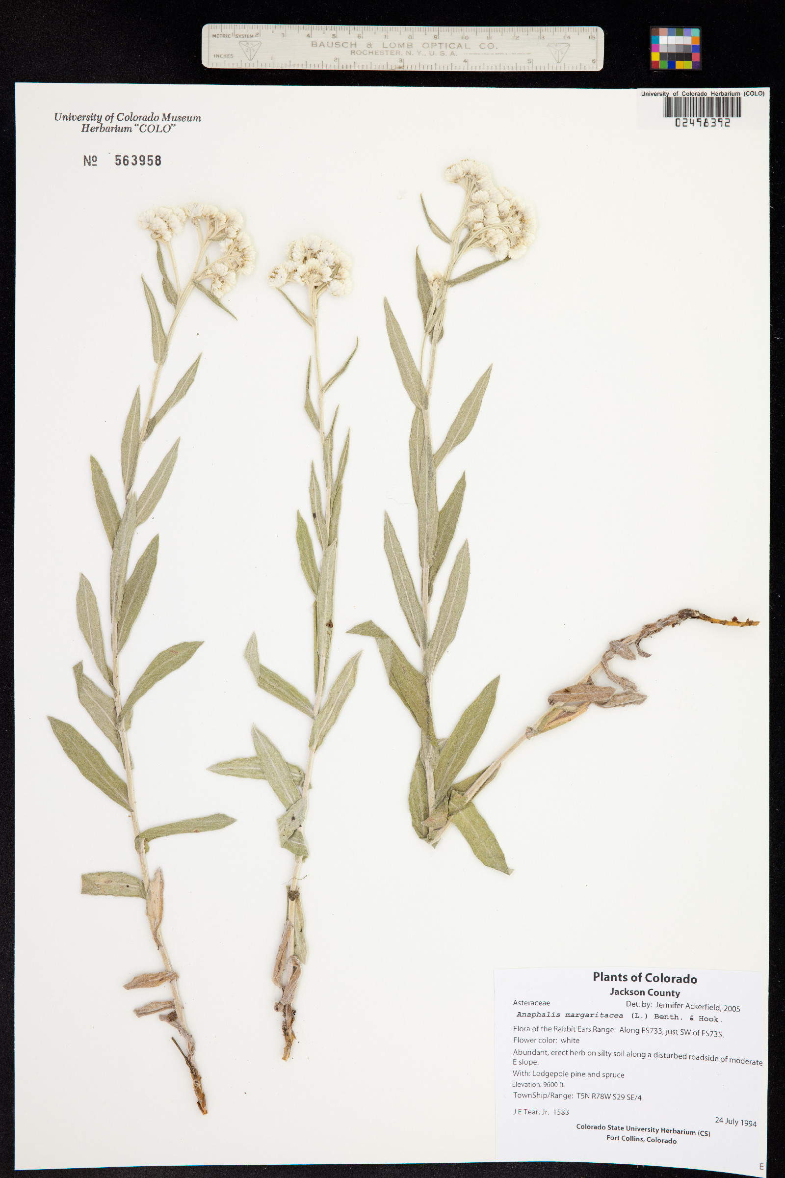 Anaphalis margaritacea image