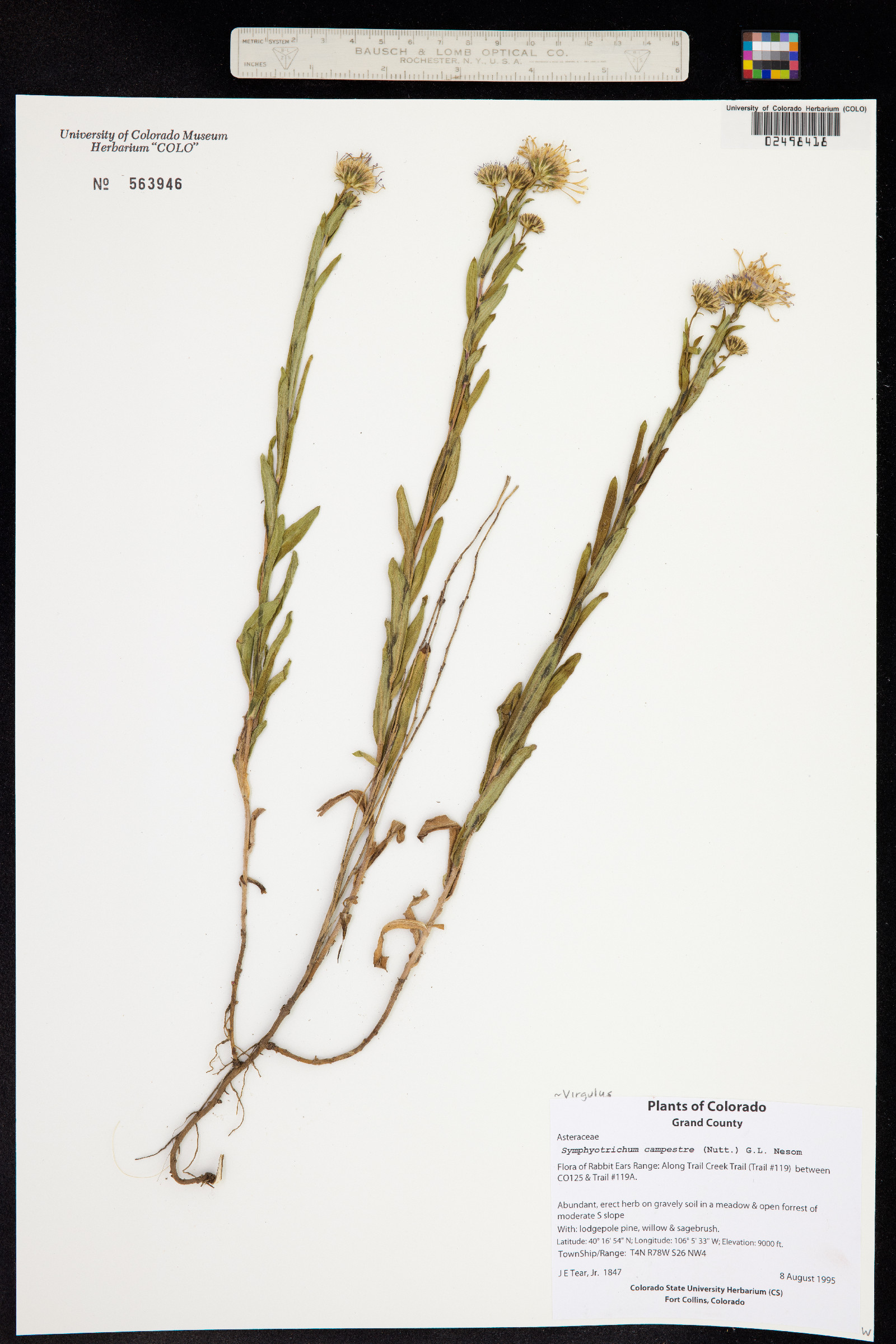Symphyotrichum campestre image