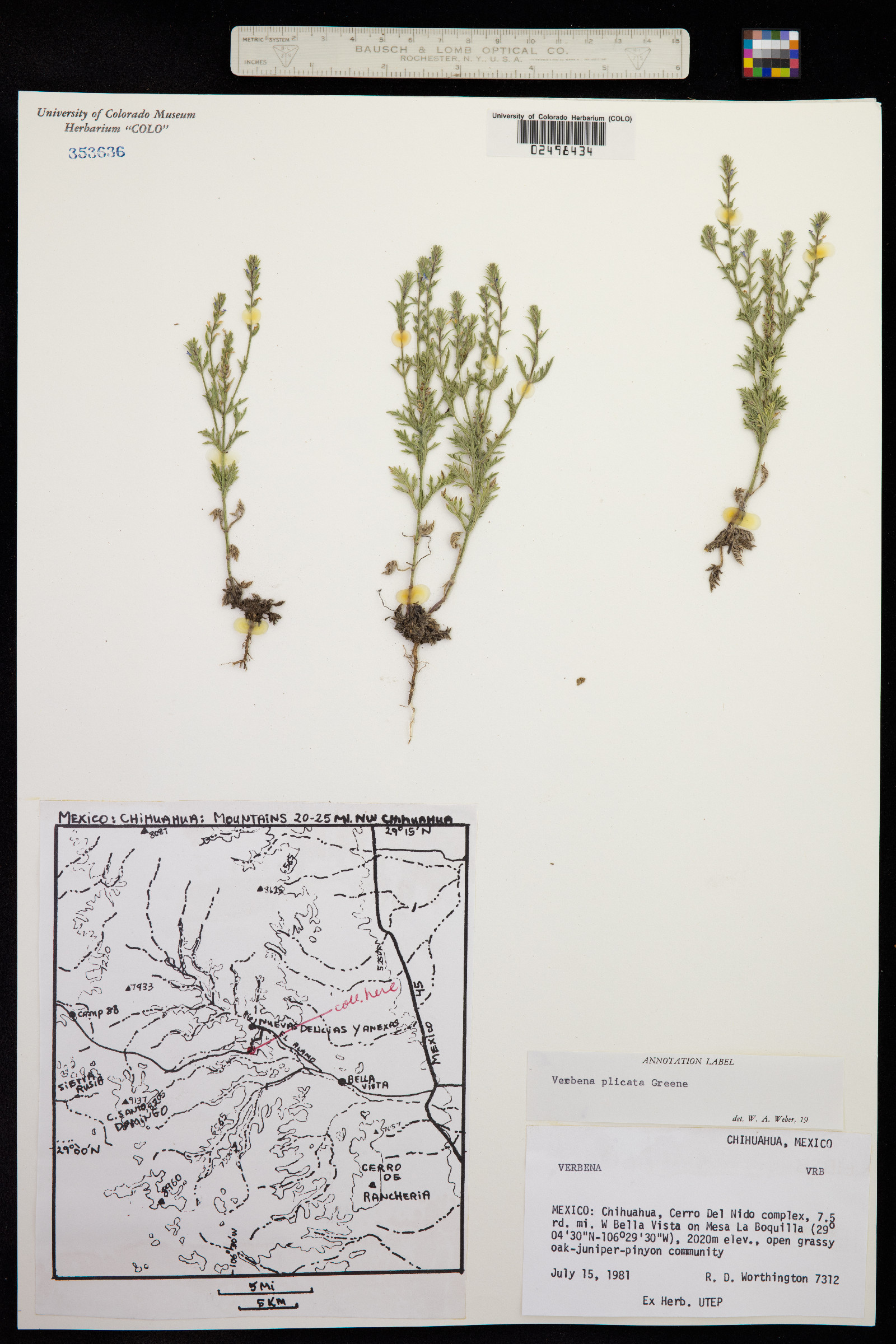 Verbena plicata image