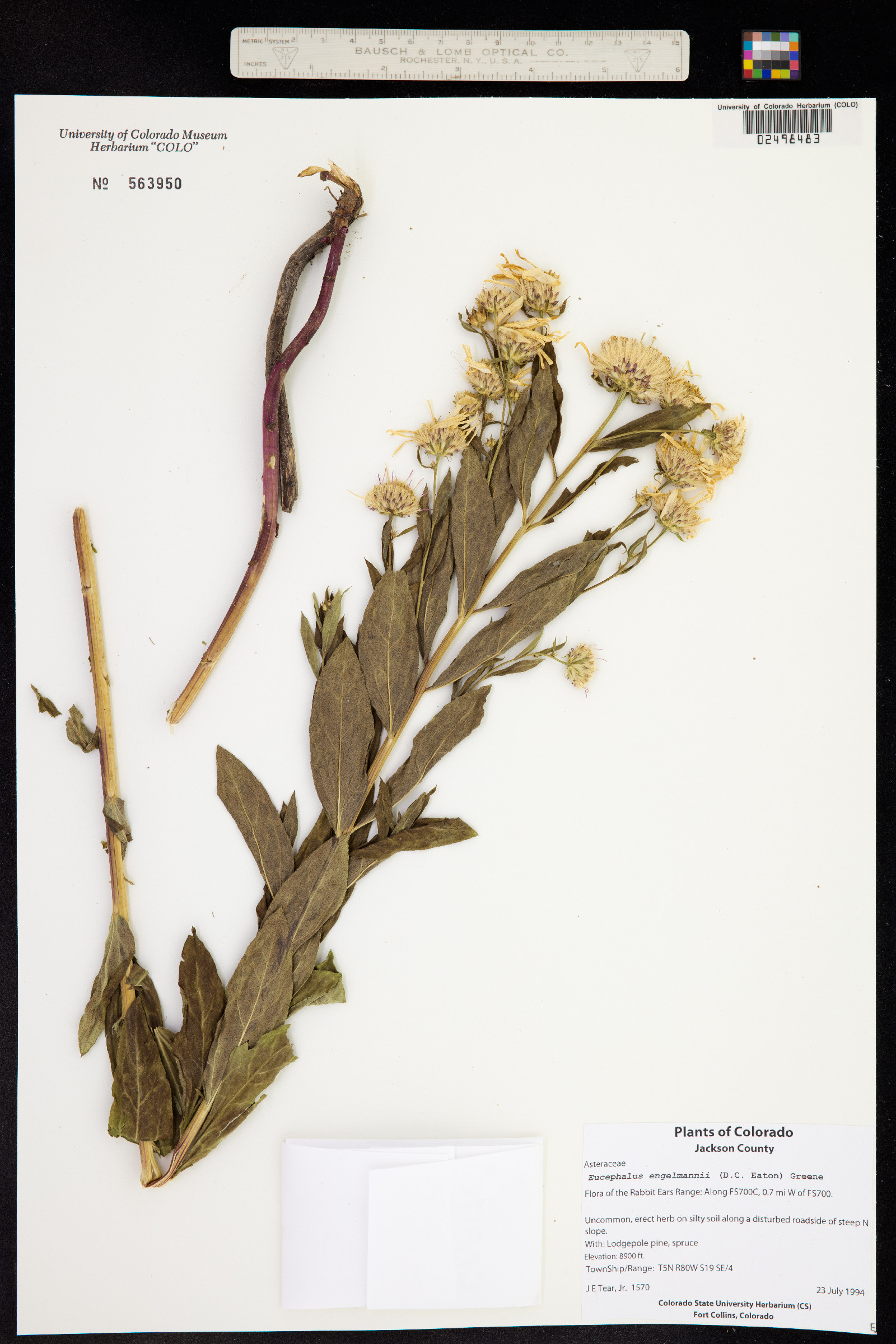 Eucephalus engelmannii image