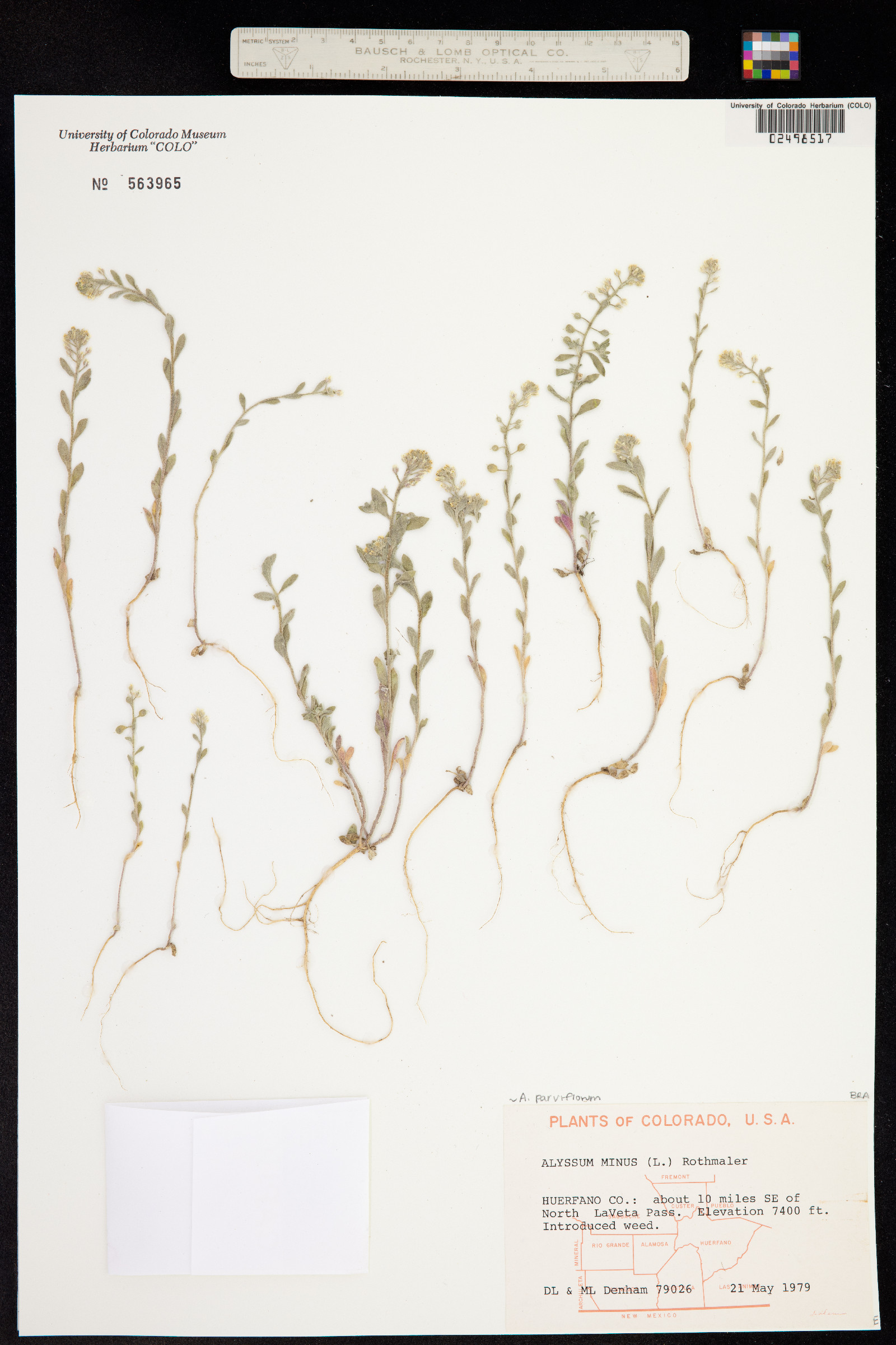 Alyssum simplex image