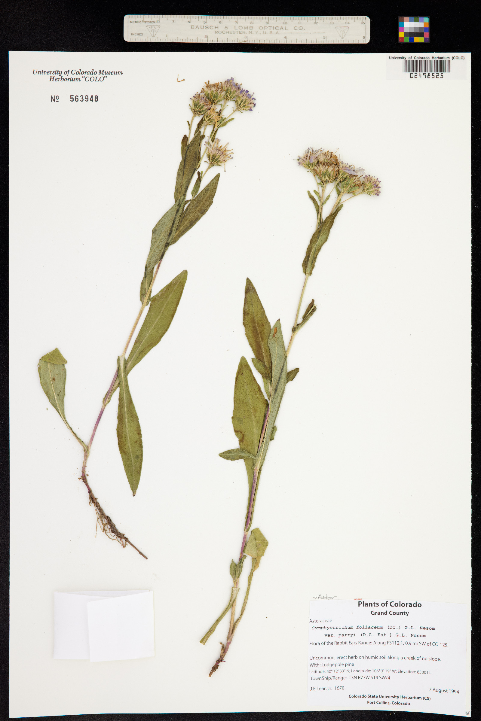 Symphyotrichum foliaceum image