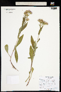Image of Symphyotrichum foliaceum