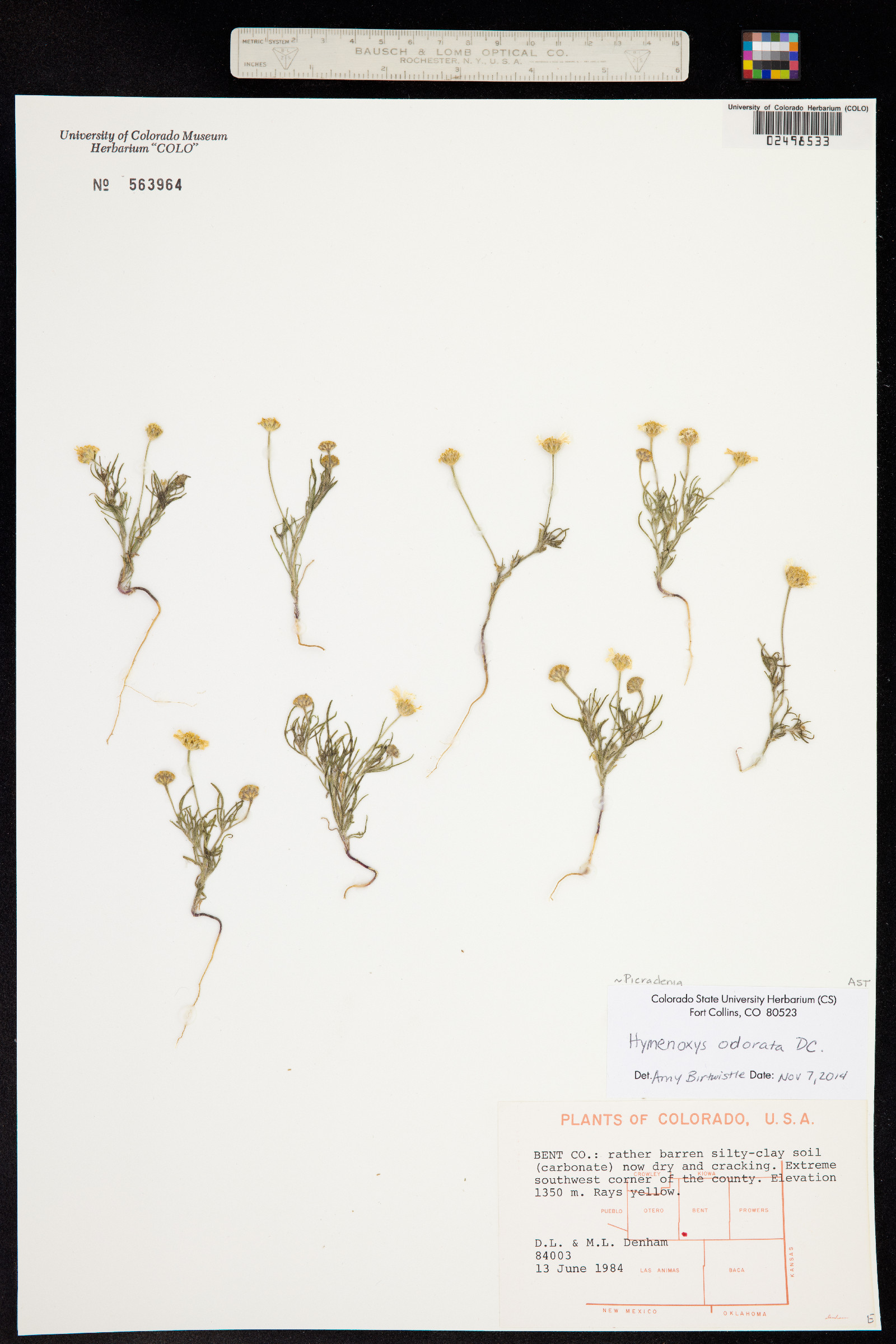 Picradenia odorata image