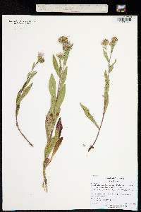 Image of Symphyotrichum lanceolatum