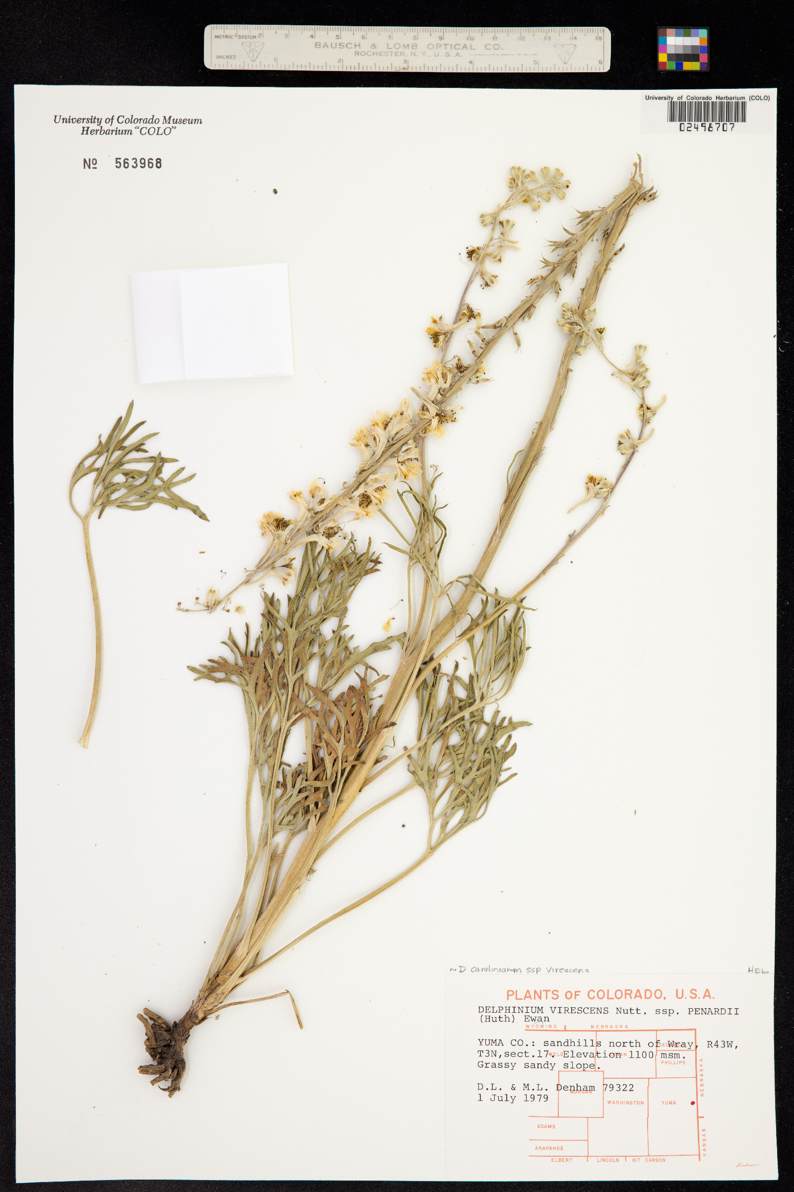 Delphinium carolinianum image