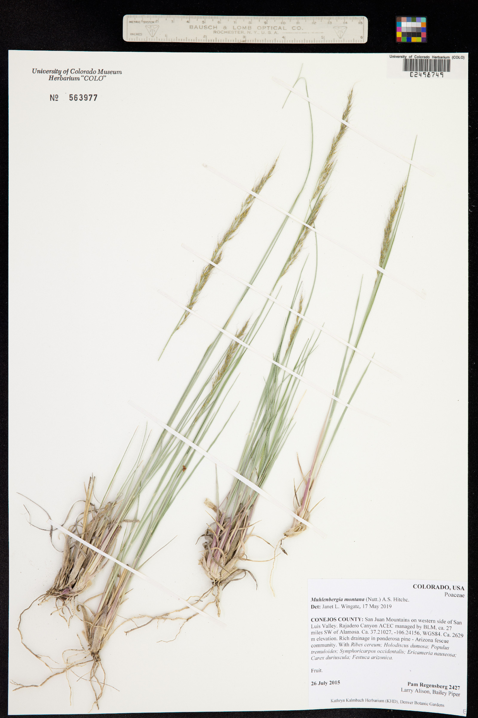 Muhlenbergia montana image
