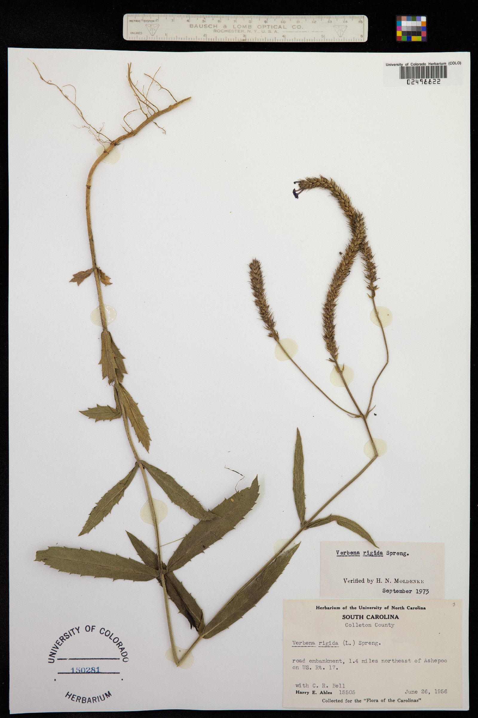 Verbena rigida image