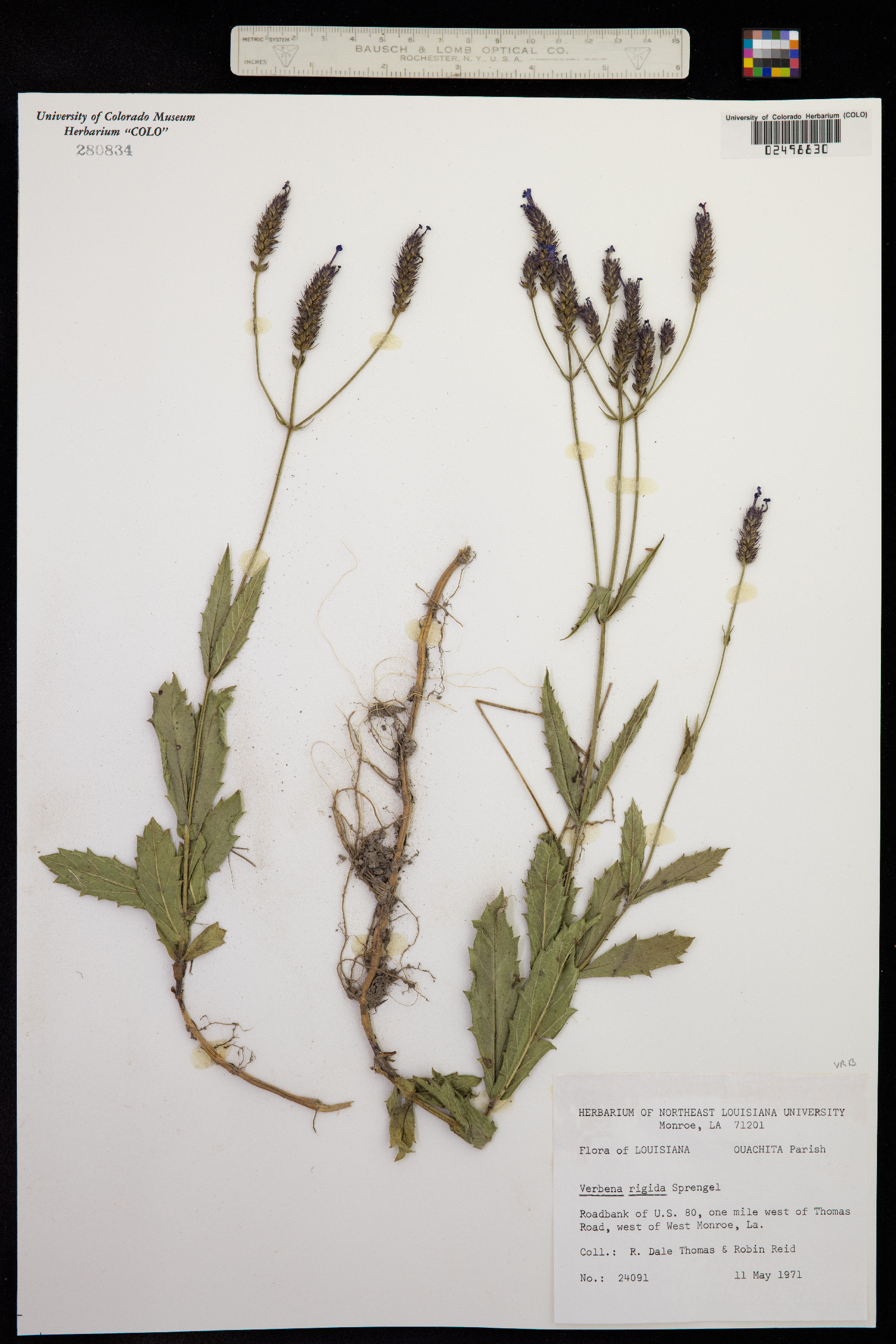 Verbena rigida image