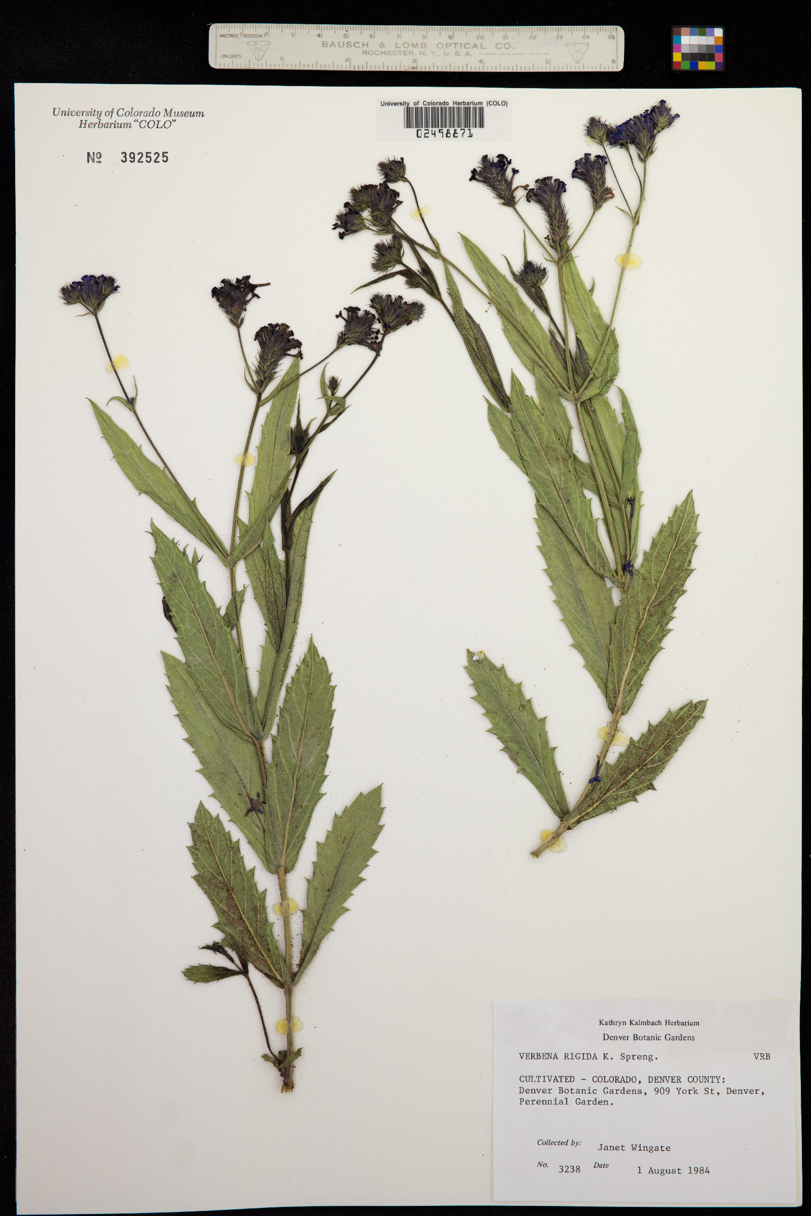 Verbena rigida image