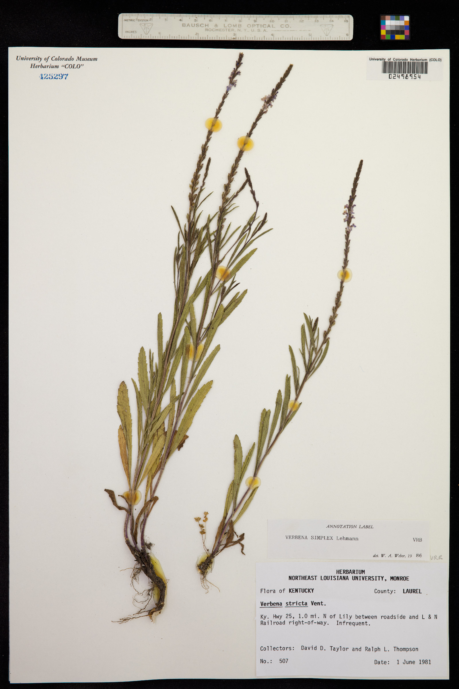 Verbena rigida image