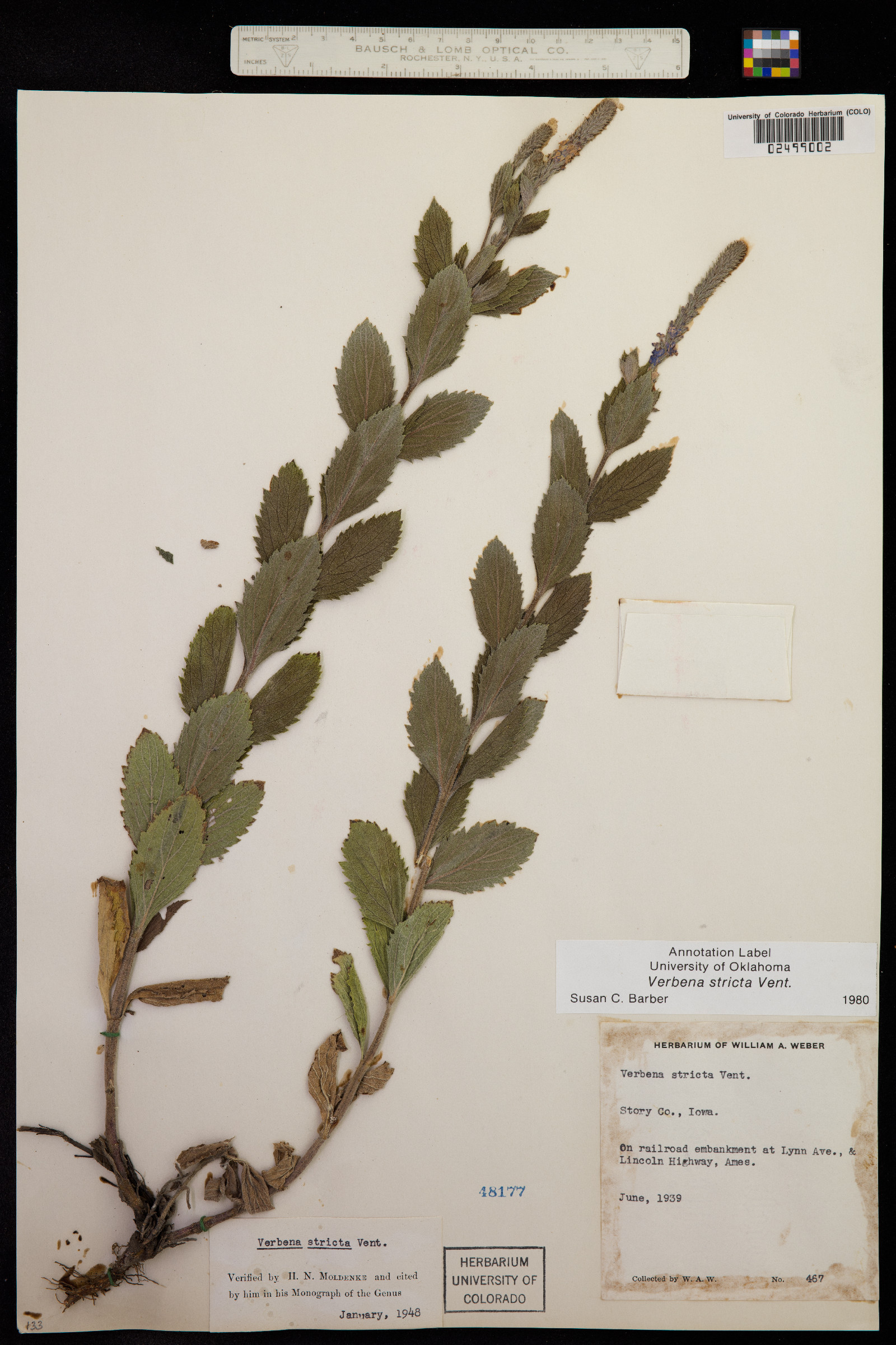 Verbena stricta image