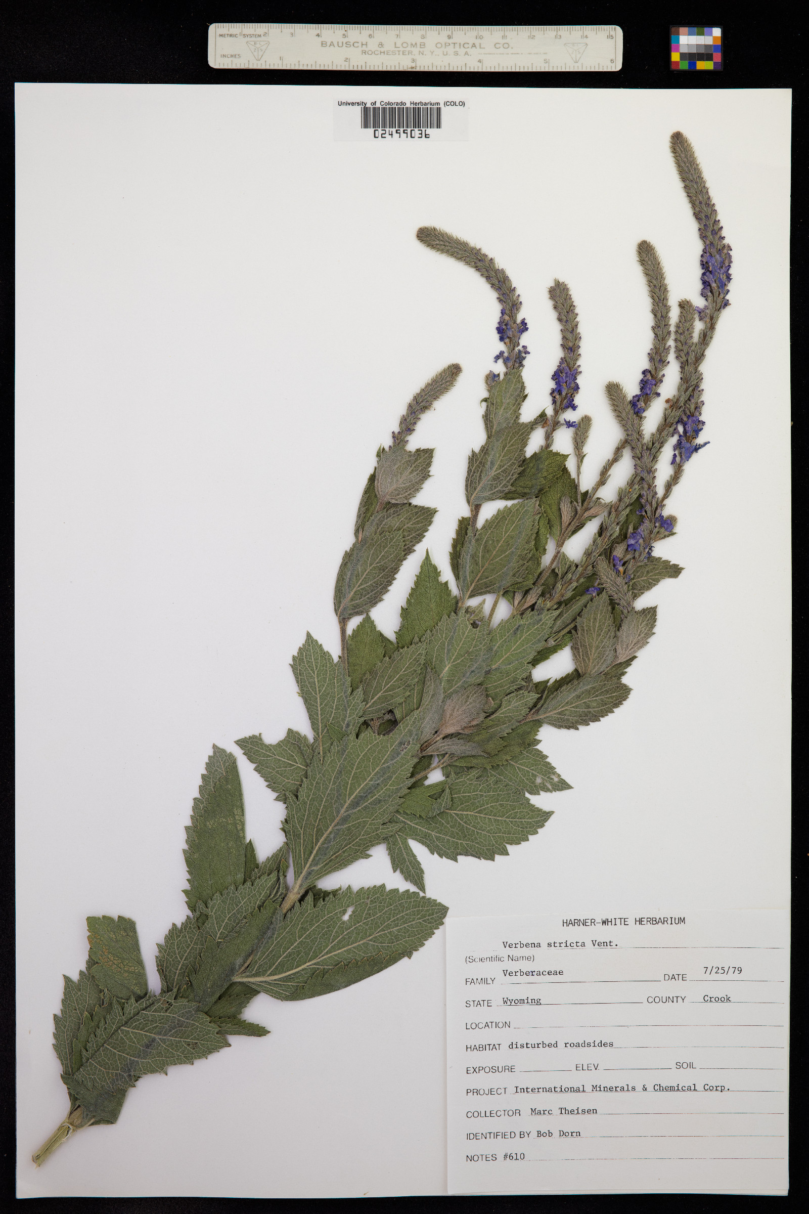 Verbena stricta image