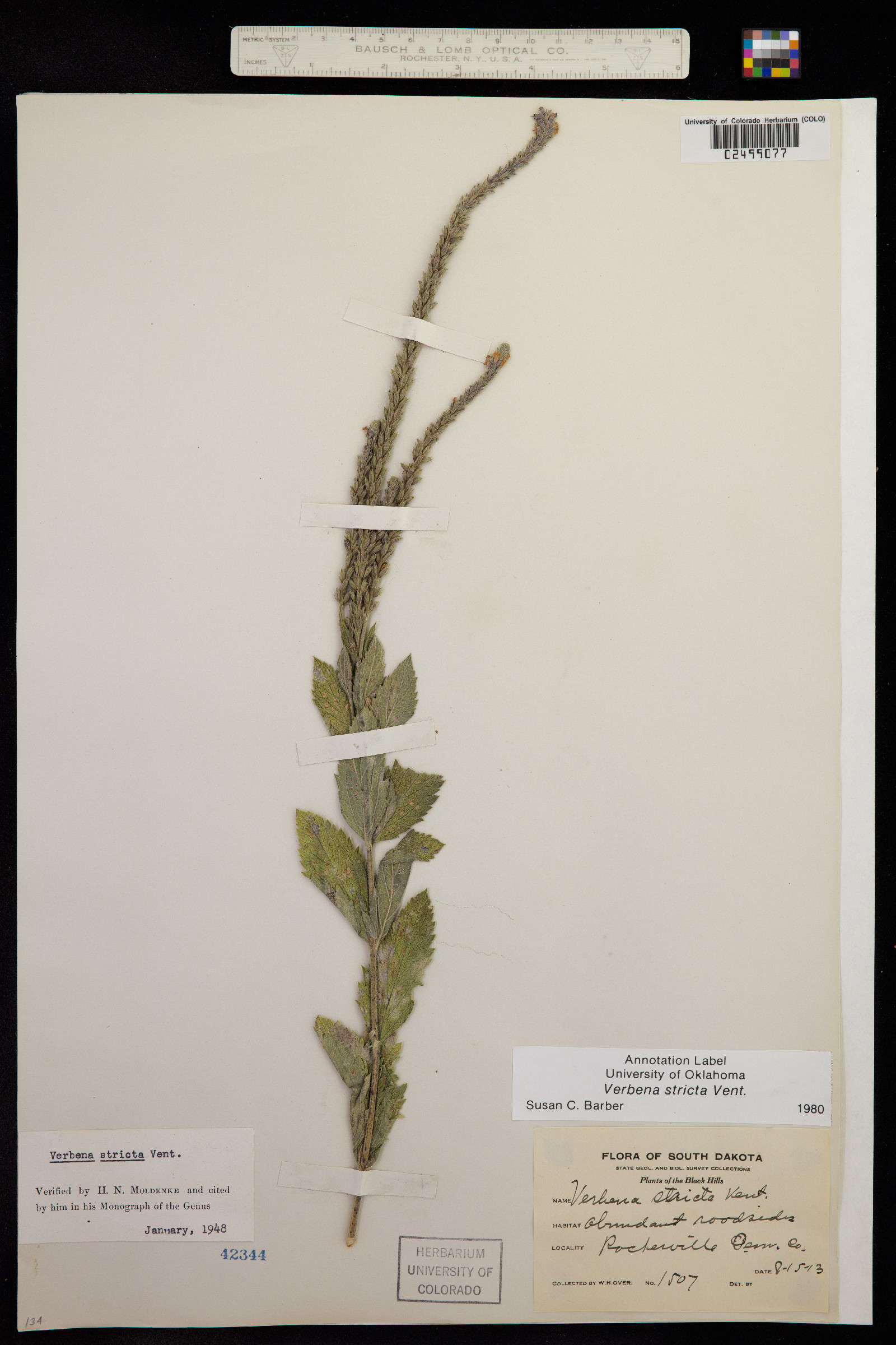 Verbena stricta image