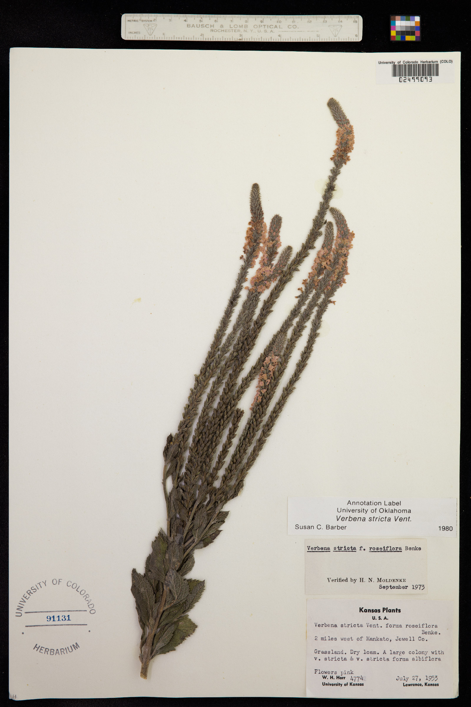 Verbena stricta image