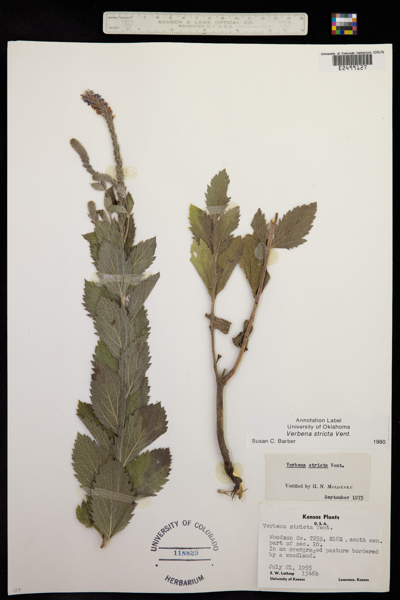 Verbena stricta image