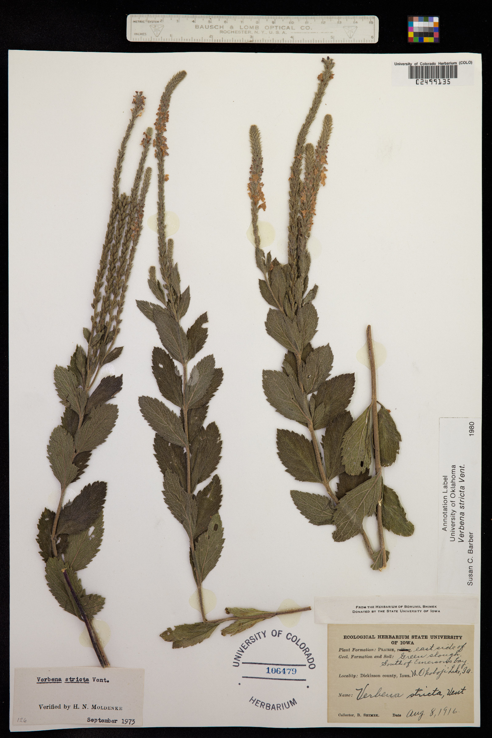 Verbena stricta image