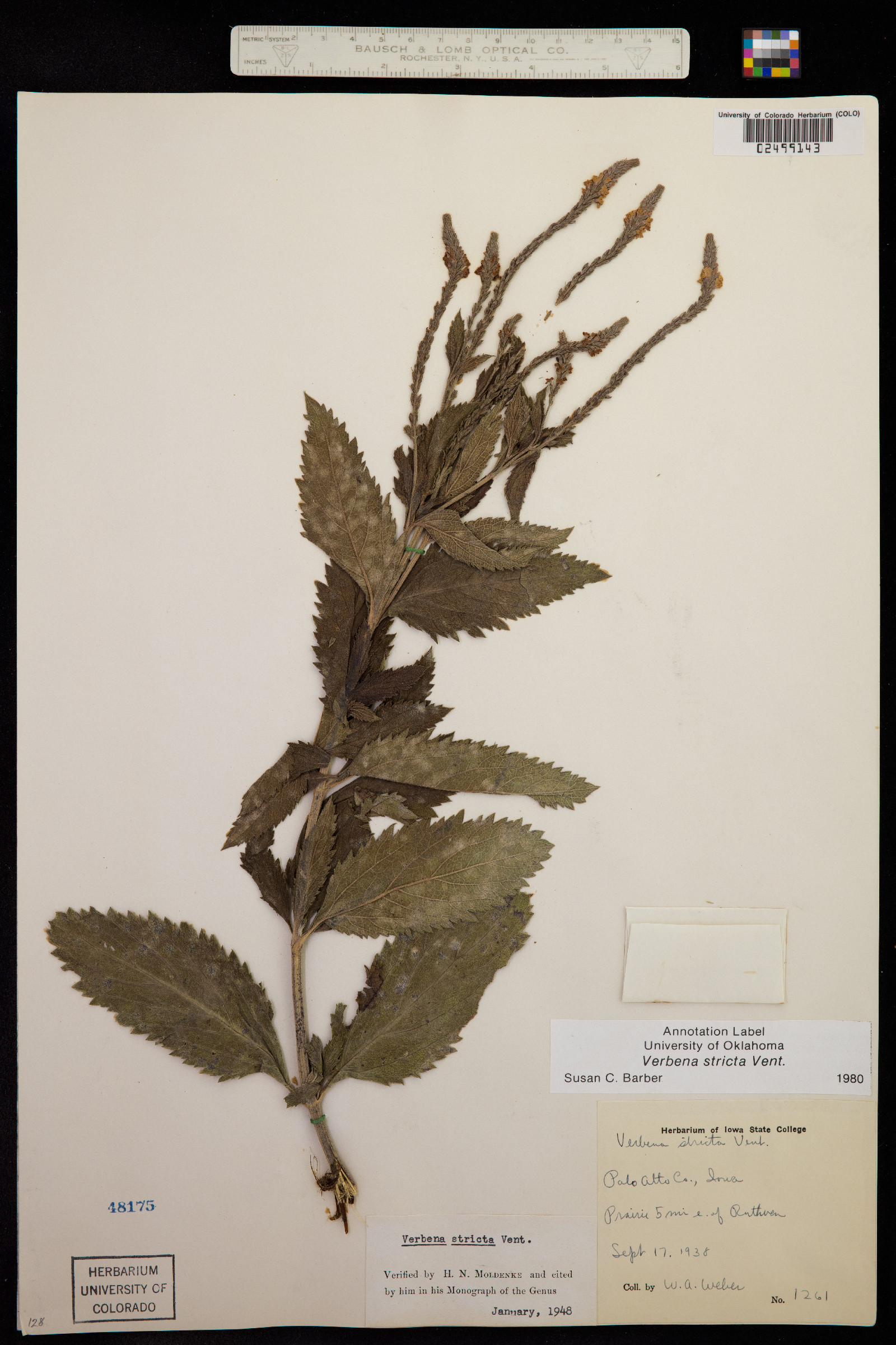 Verbena stricta image