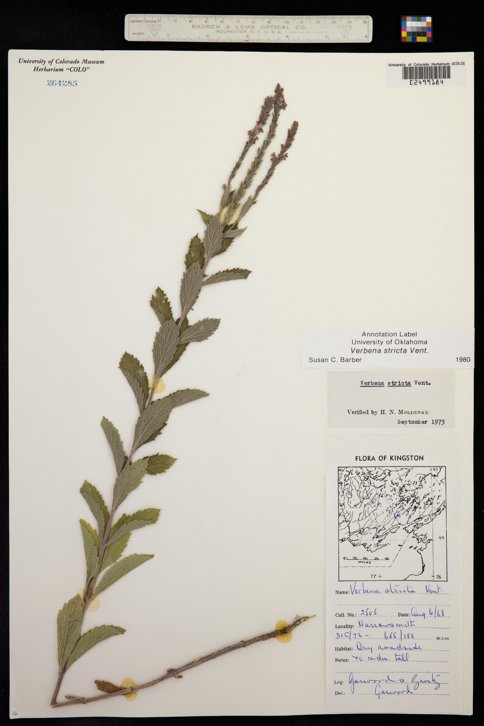 Verbena stricta image