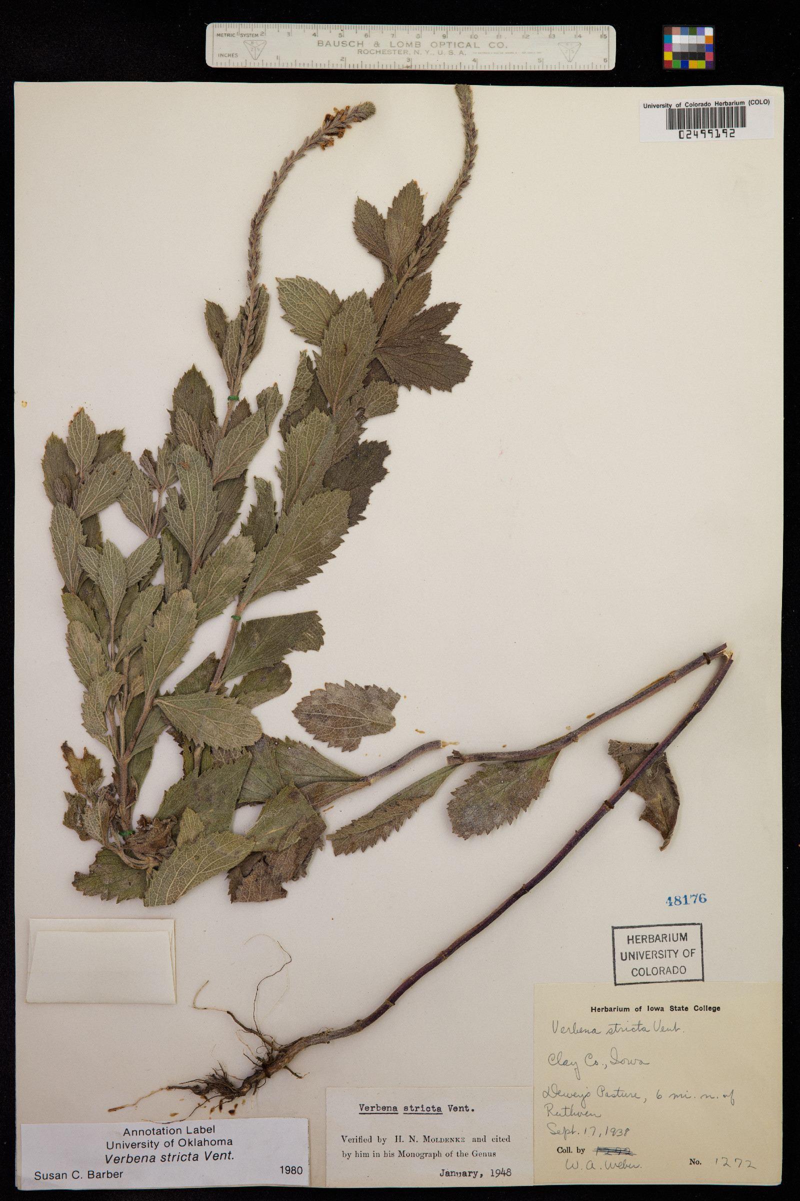 Verbena stricta image
