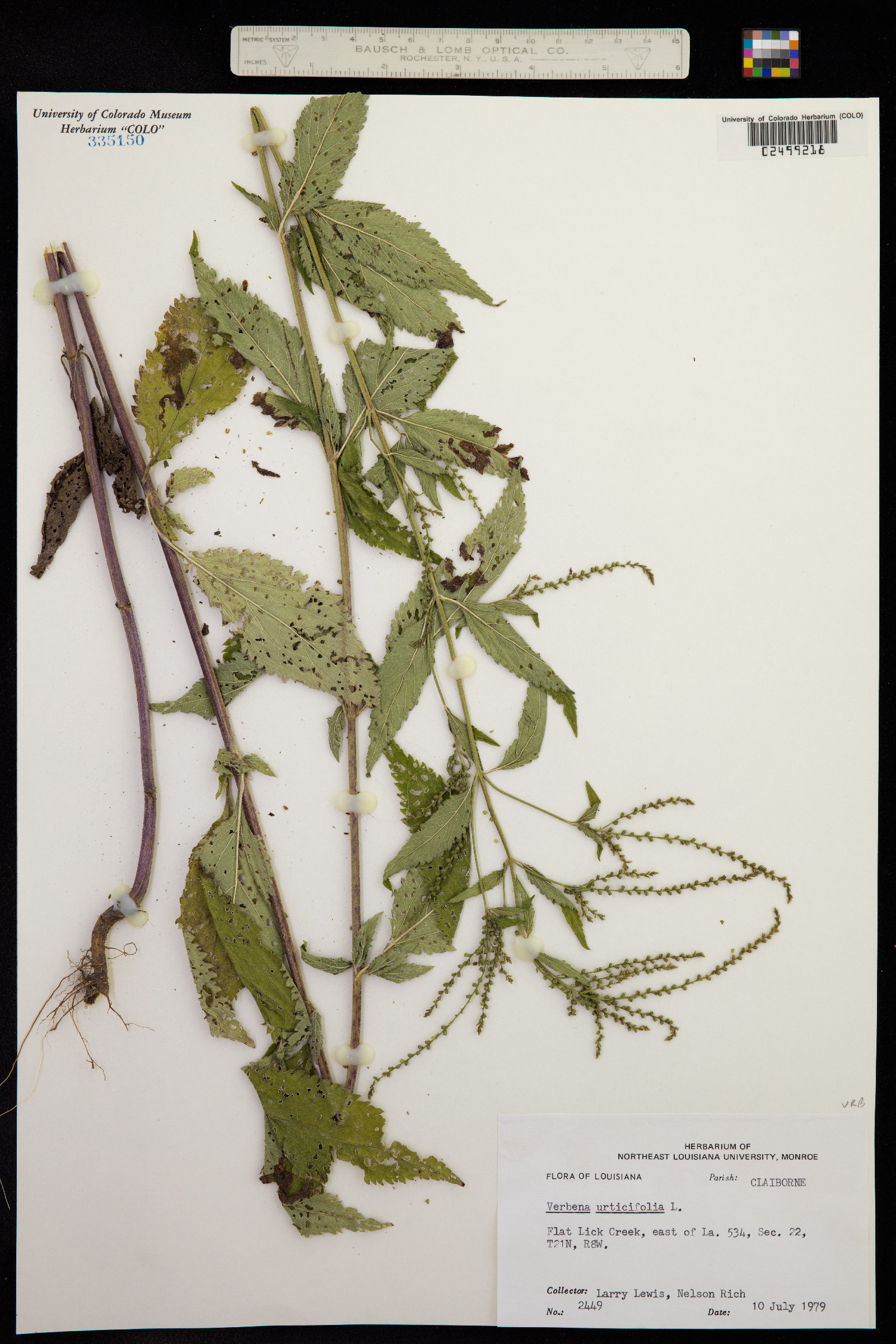 Verbena urticifolia image
