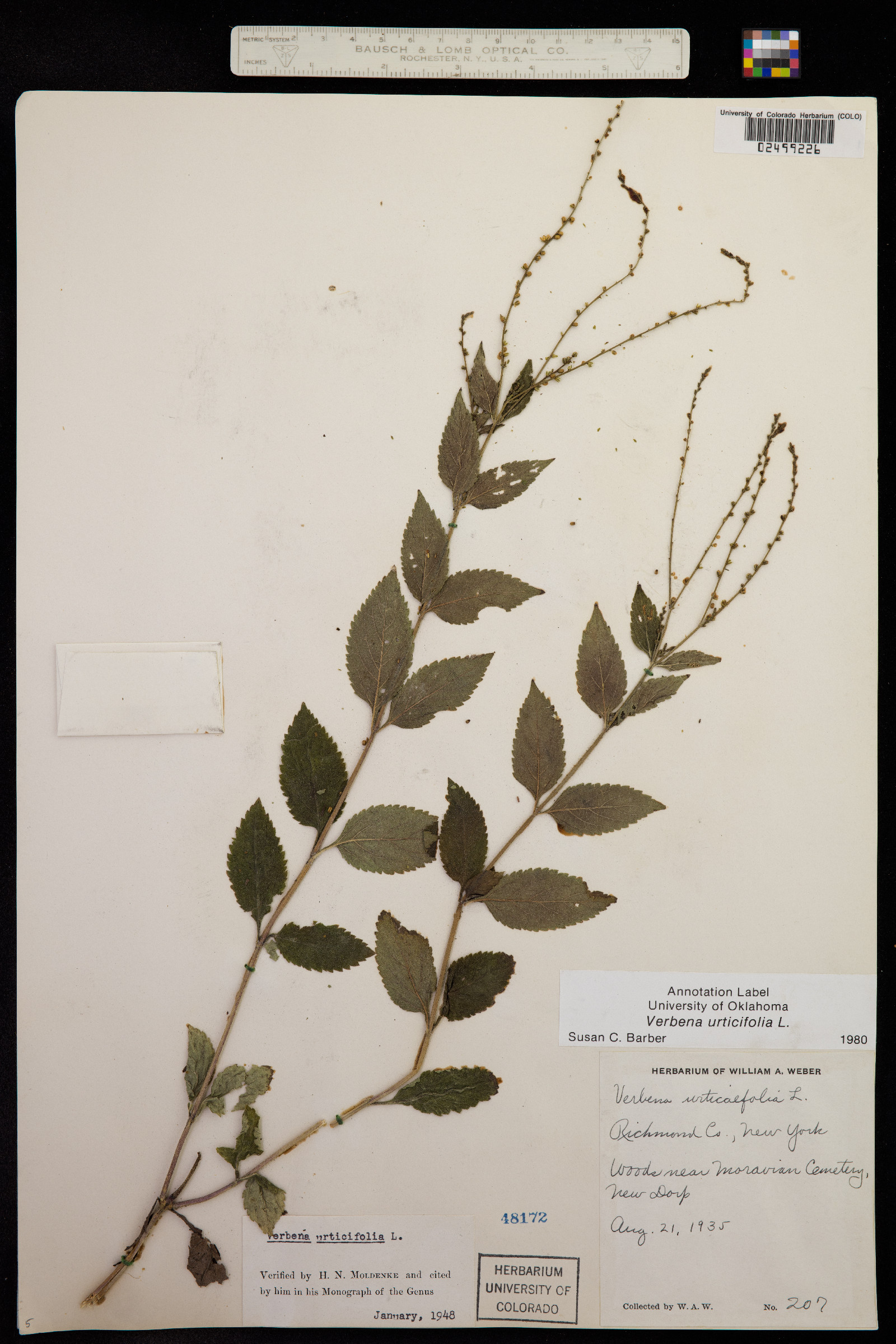 Verbena urticifolia image