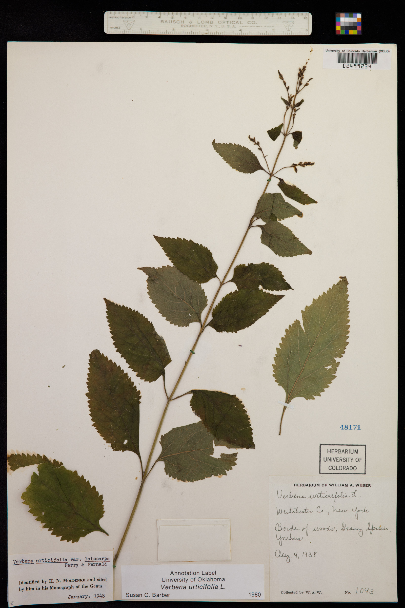 Verbena urticifolia image