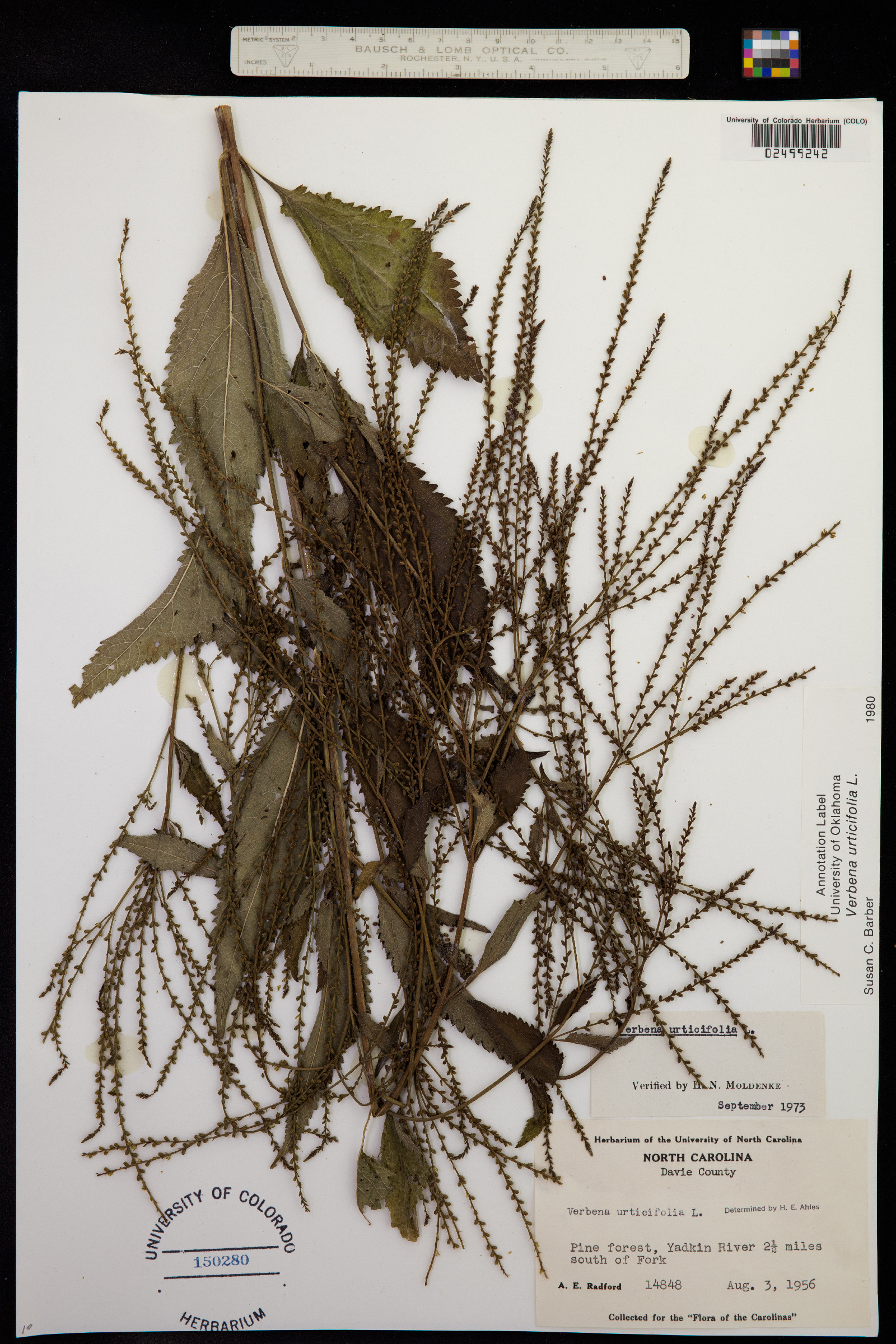 Verbena urticifolia image