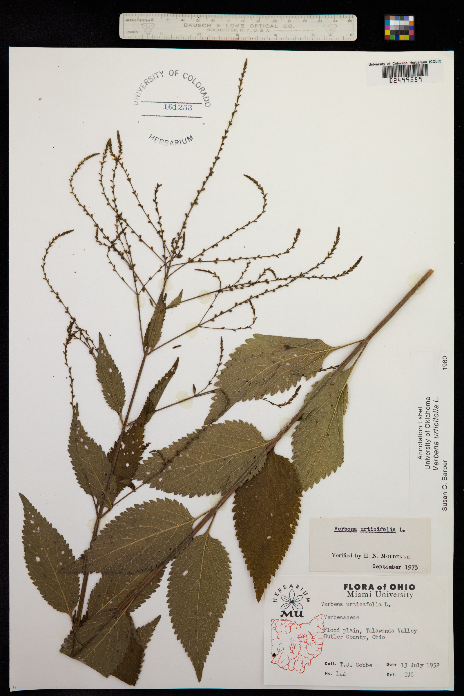 Verbena urticifolia image