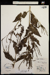 Image of Verbena urticifolia