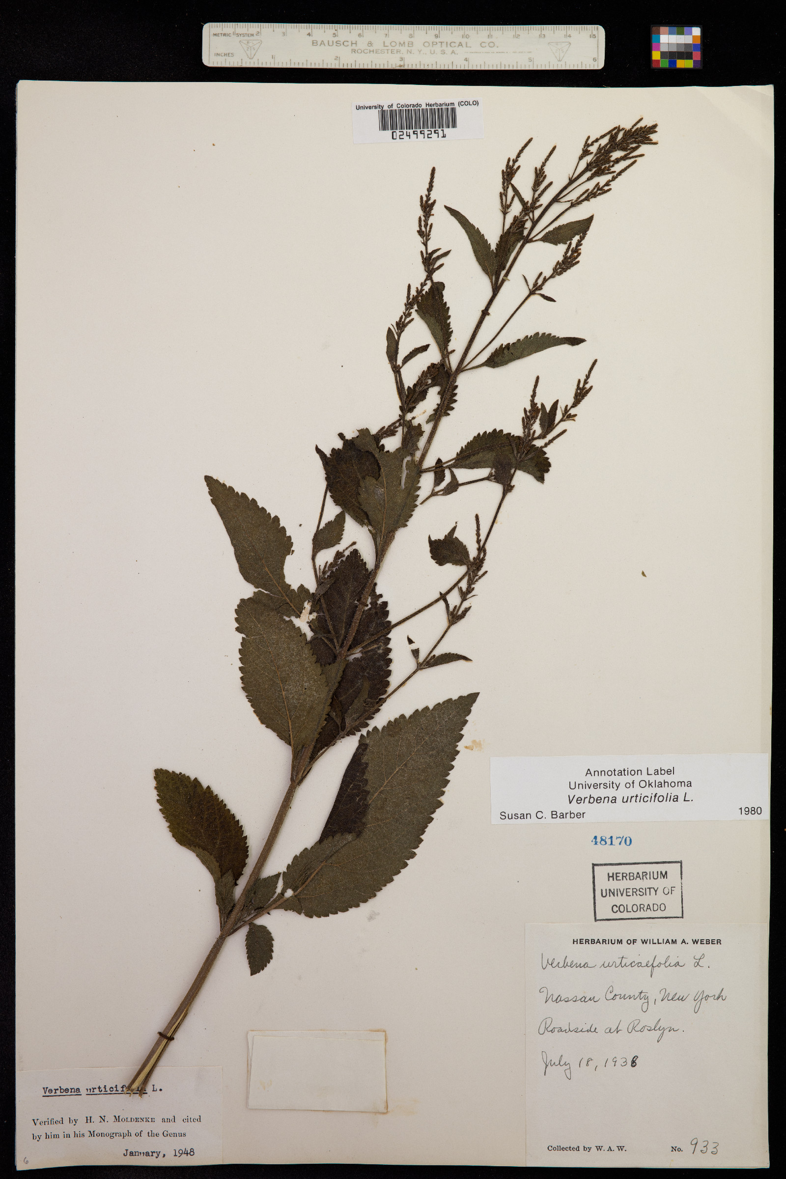 Verbena urticifolia image