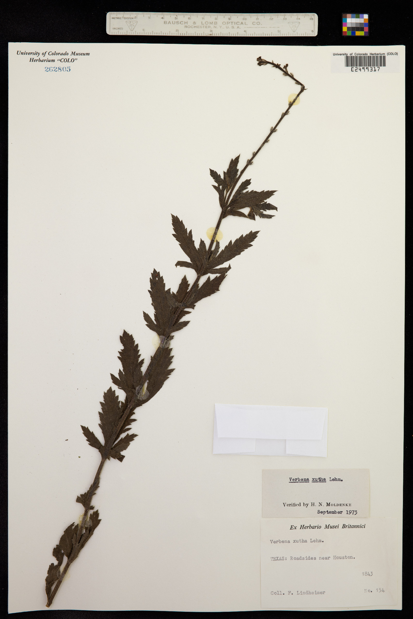 Verbena urticifolia image