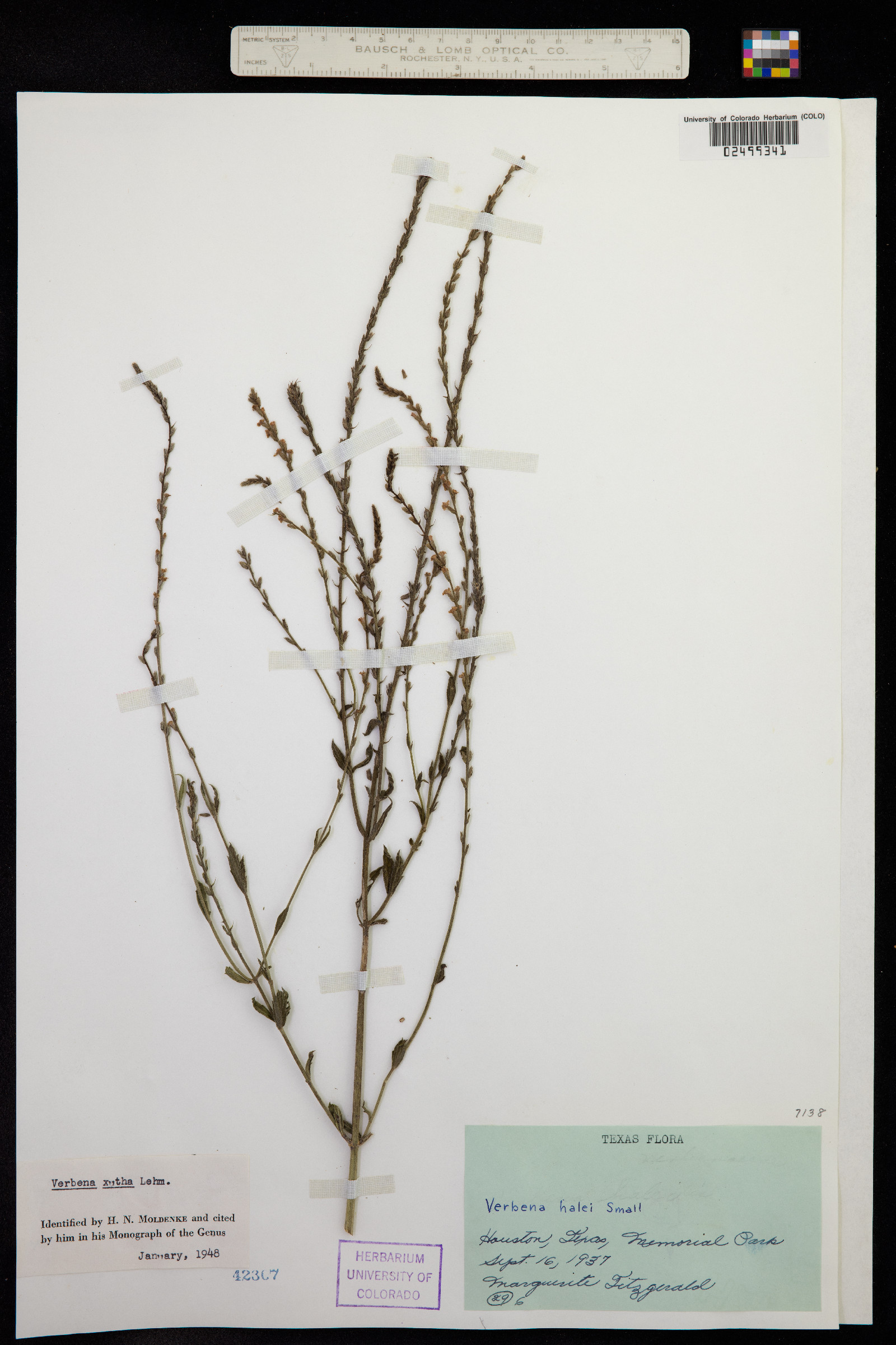 Verbena urticifolia image
