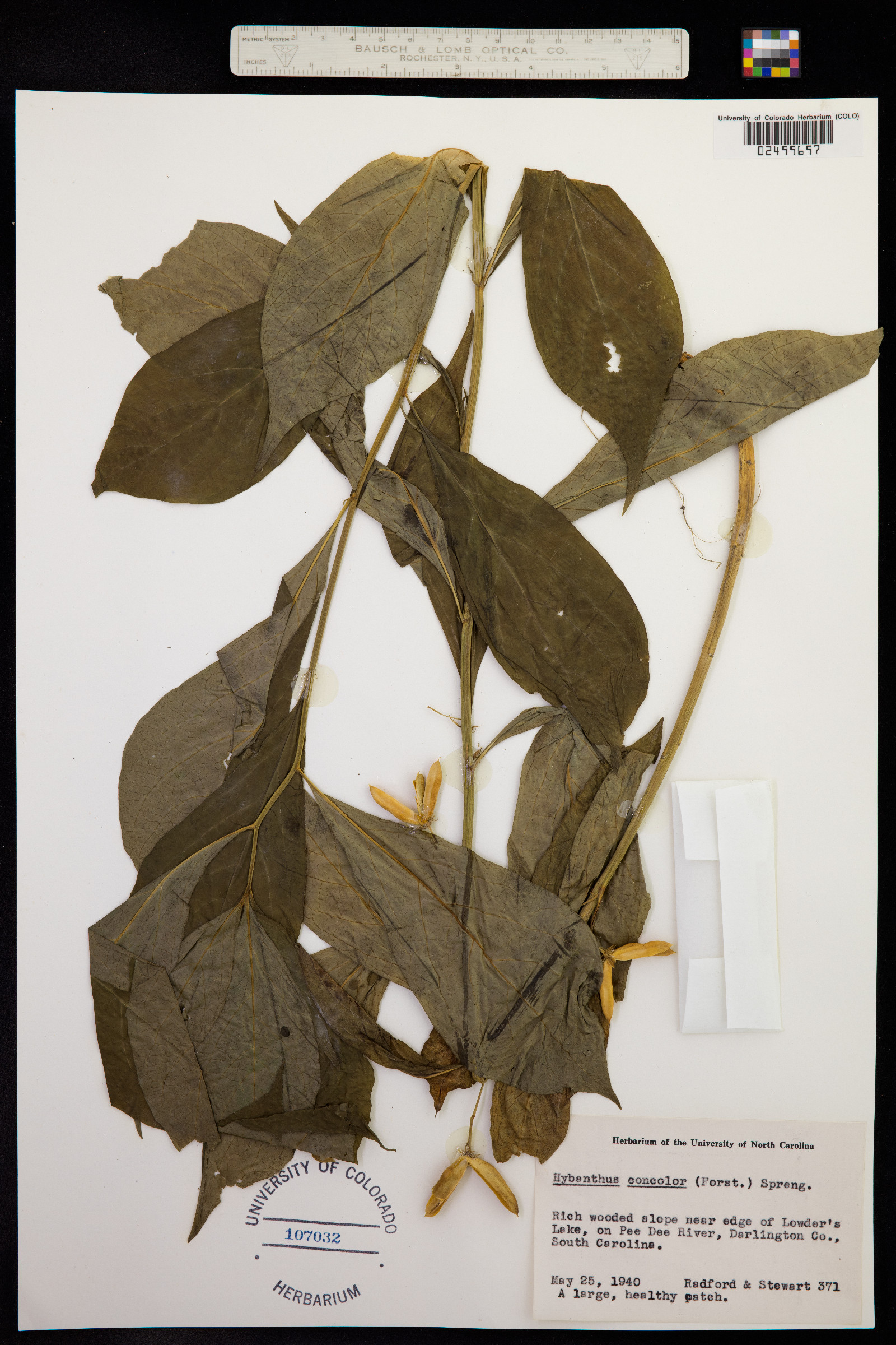 Hybanthus concolor image