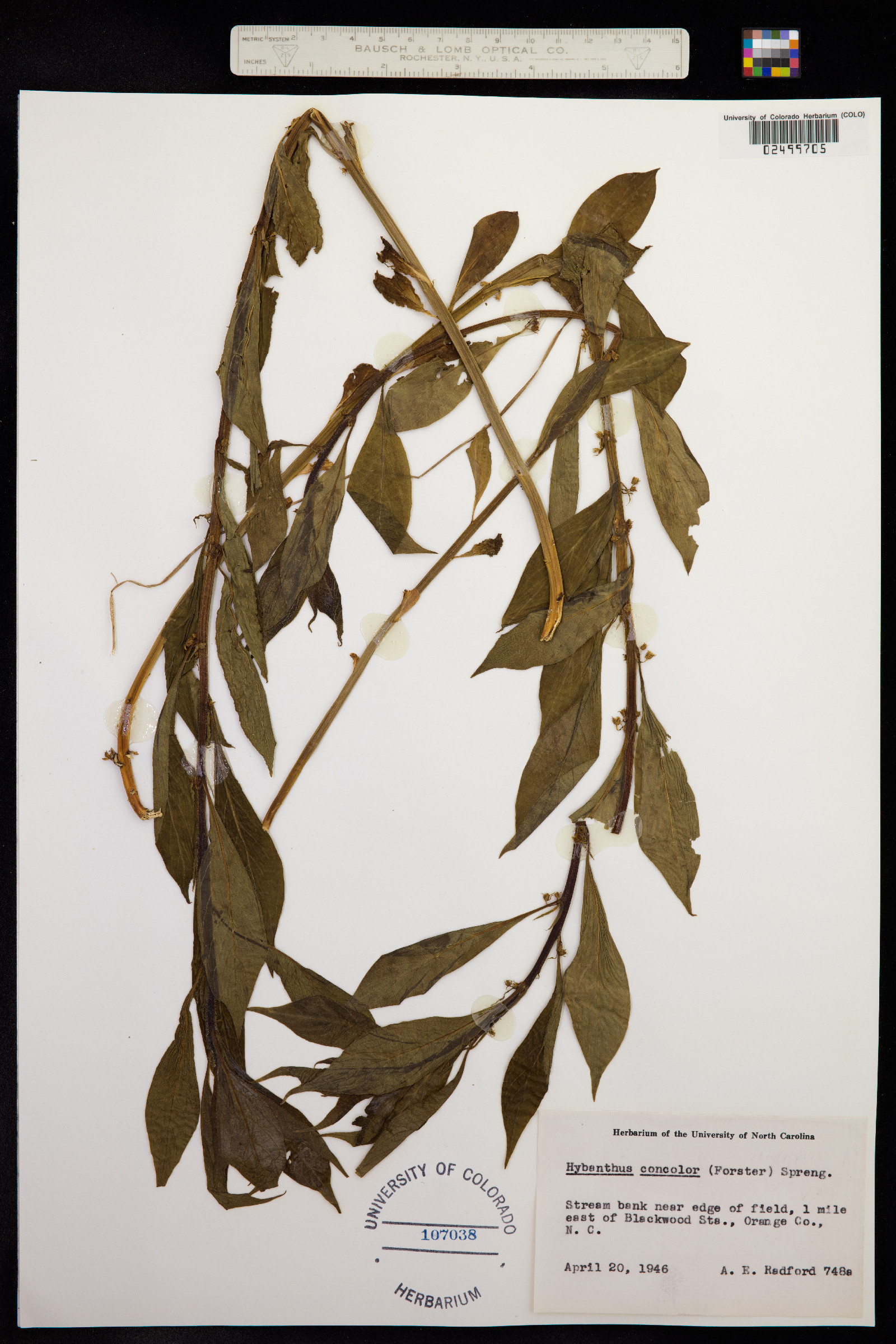Hybanthus concolor image