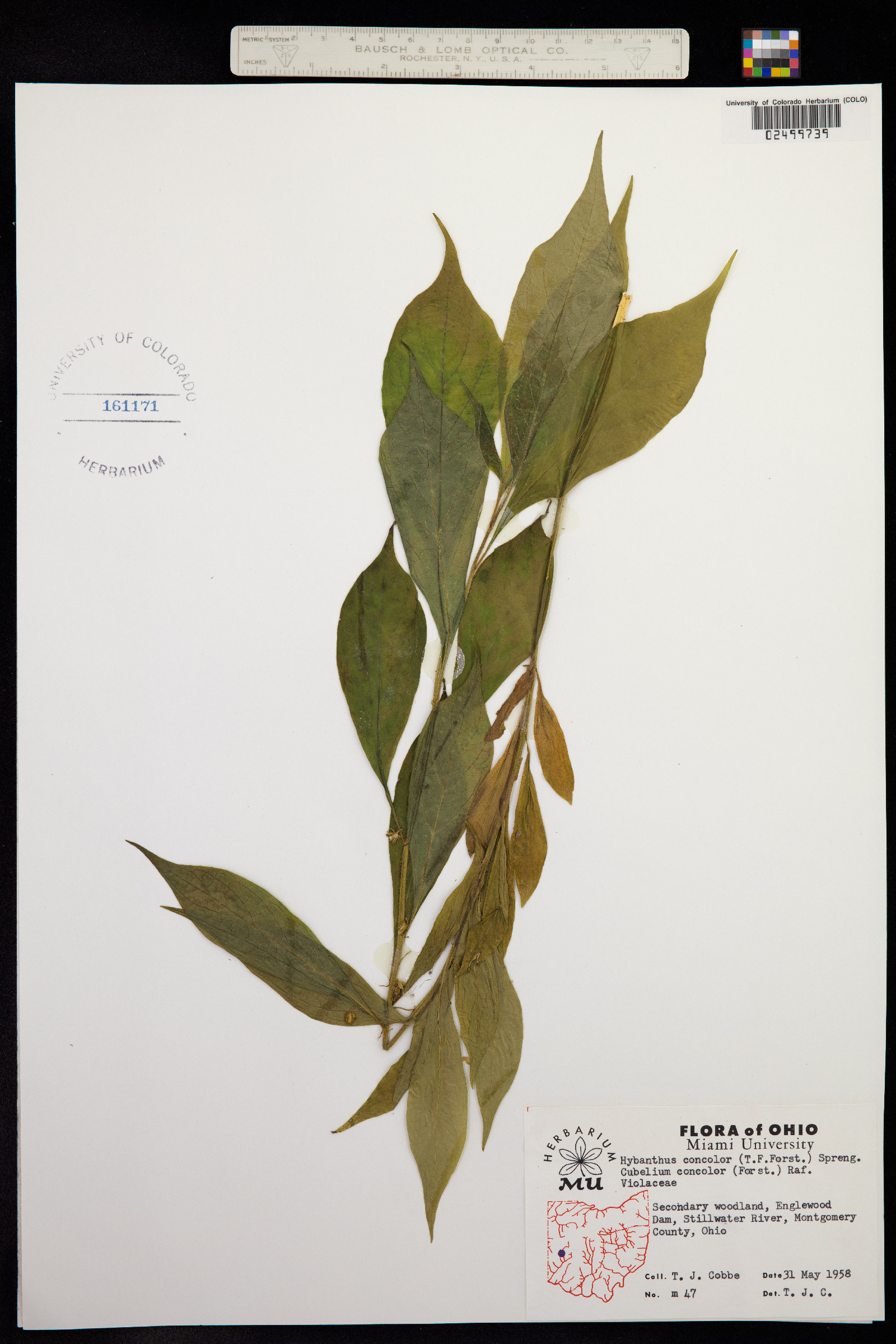 Hybanthus concolor image