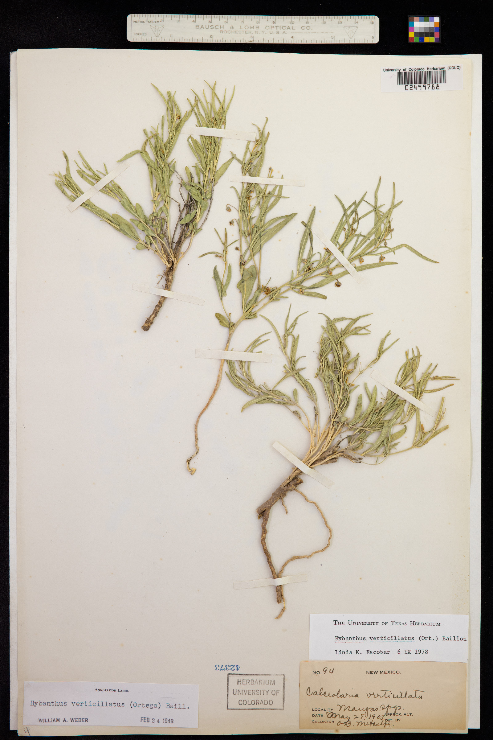 Hybanthus verticillatus image