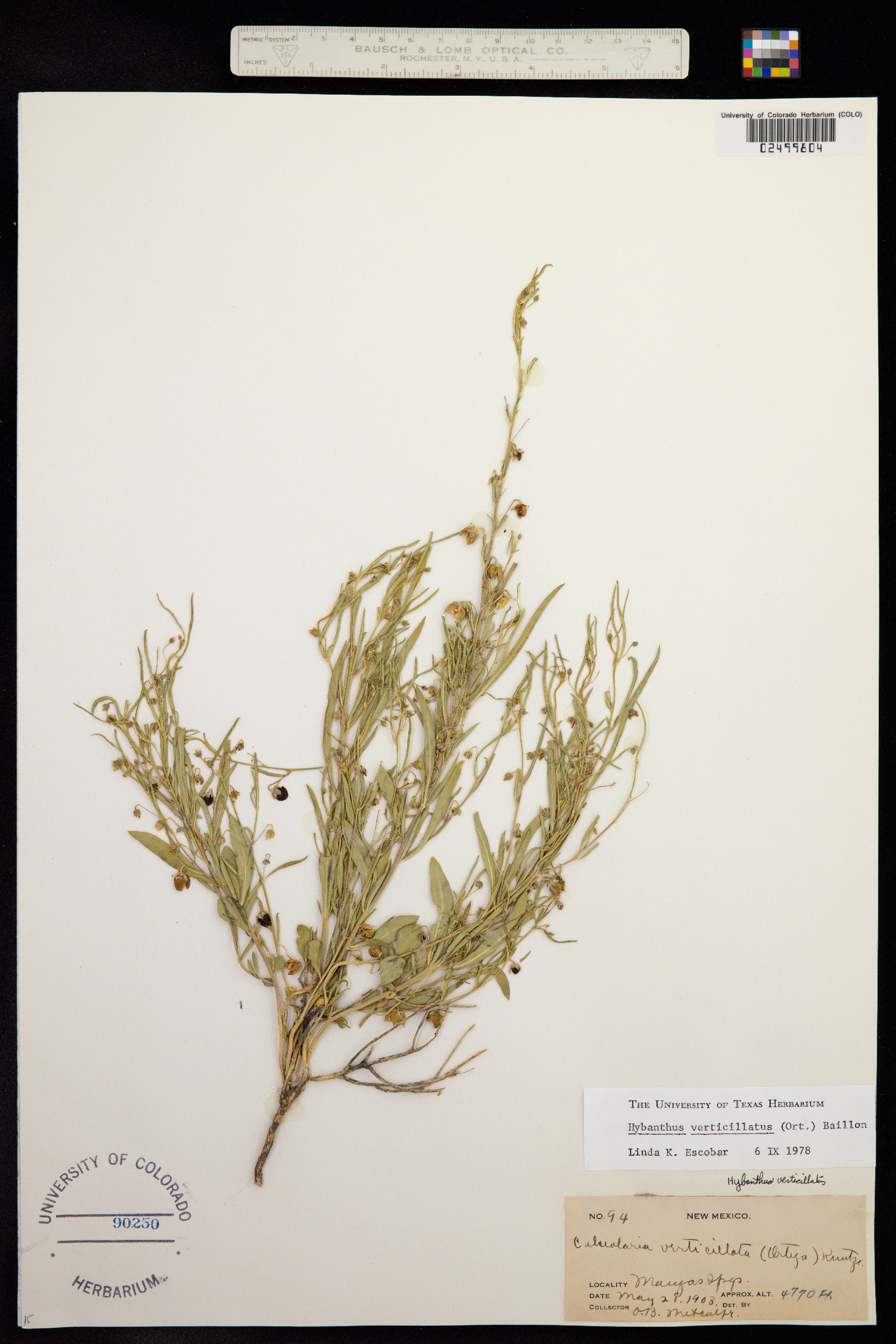 Hybanthus verticillatus image