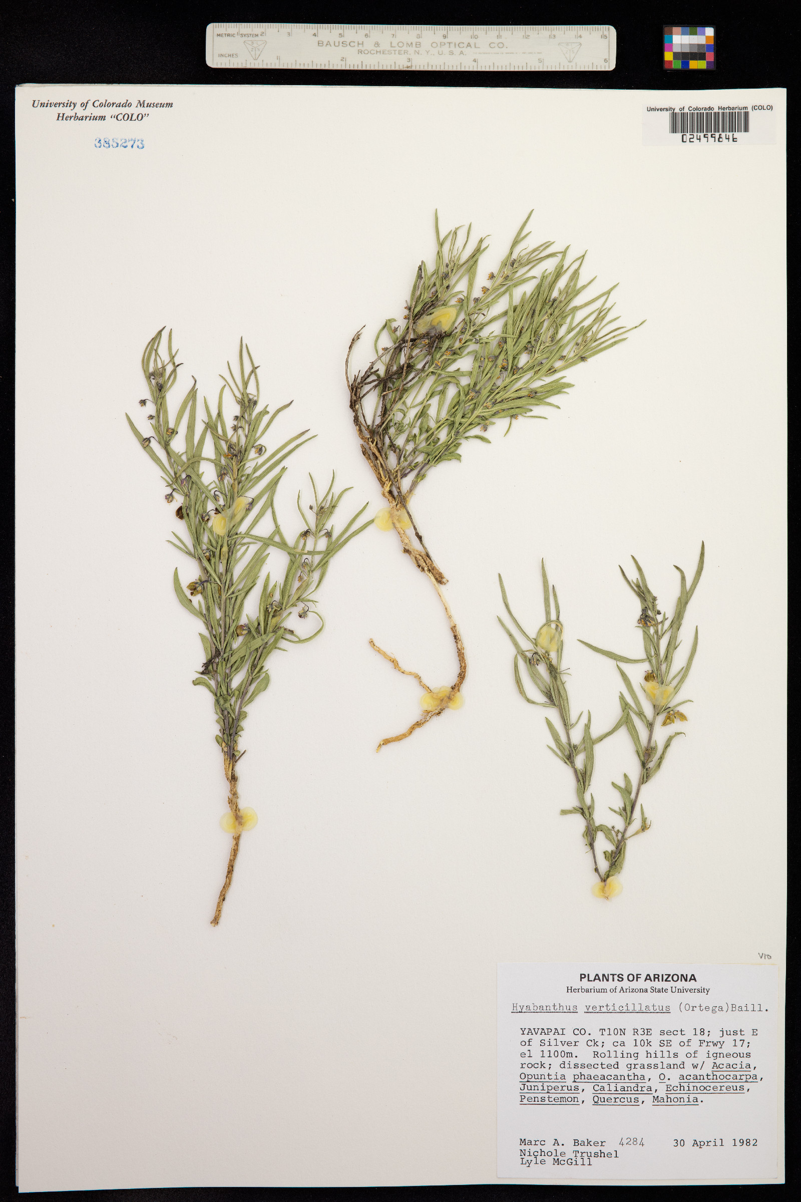 Hybanthus verticillatus image