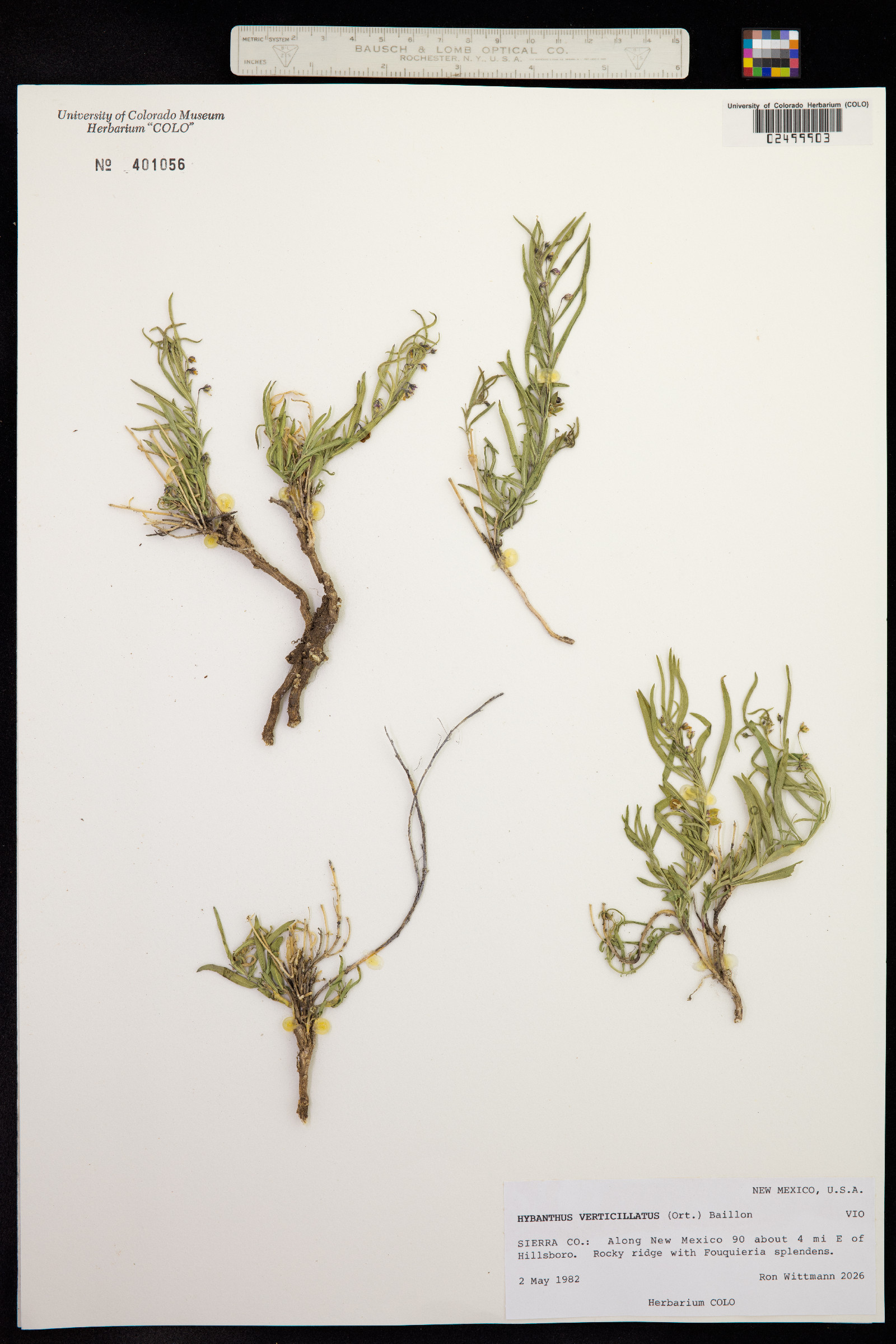 Hybanthus verticillatus image