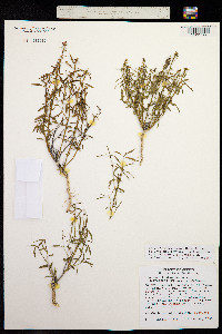 Hybanthus fruticulosus image
