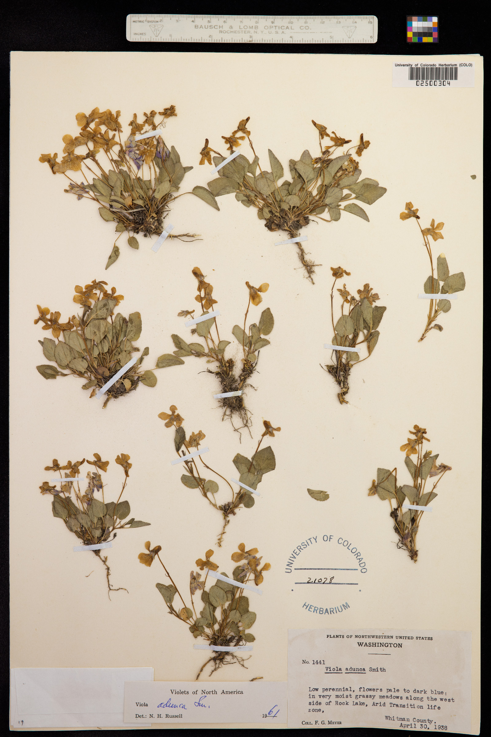 Viola adunca image