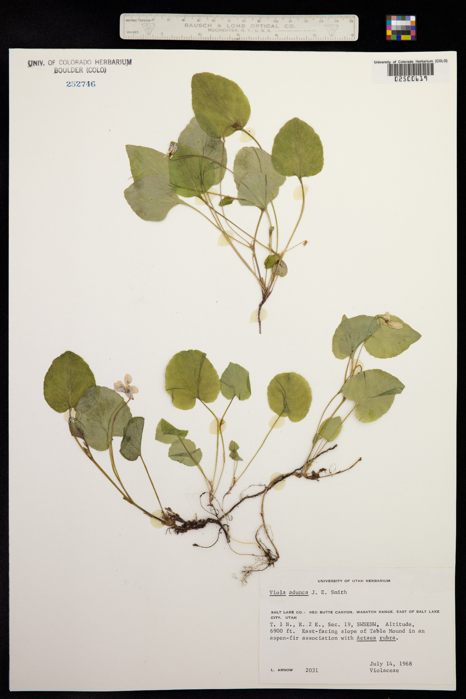 Viola adunca image