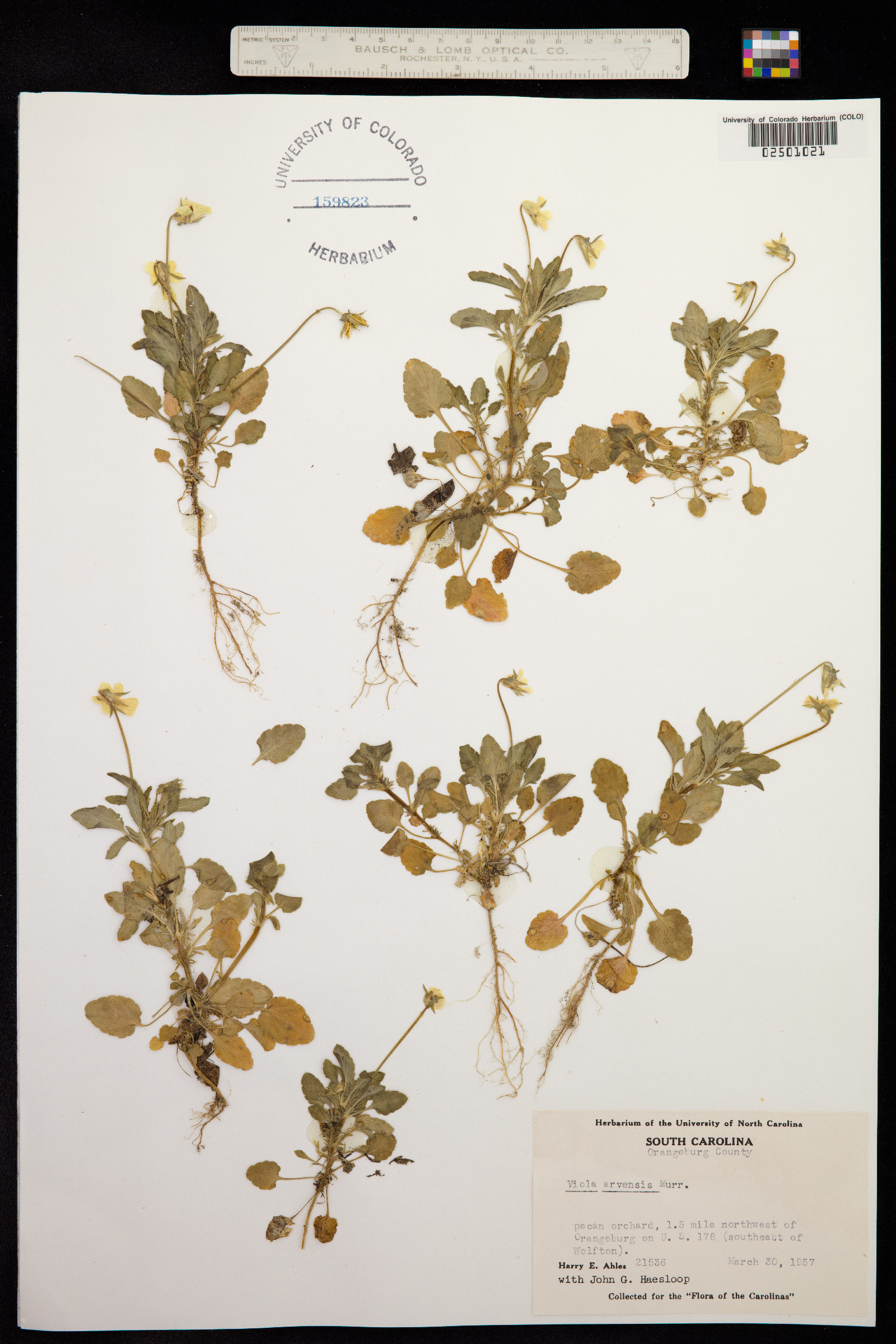 Viola arvensis image