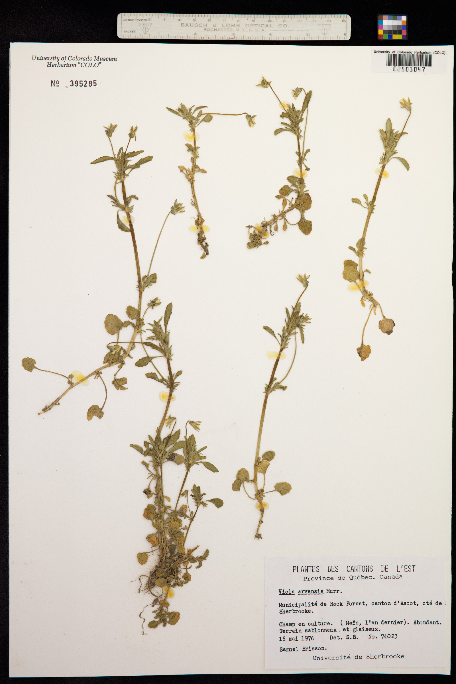 Viola arvensis image